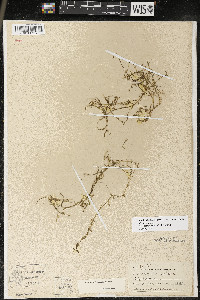 Callitriche heterophylla image