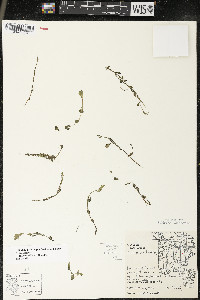 Callitriche heterophylla image