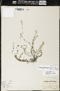 Callitriche palustris image
