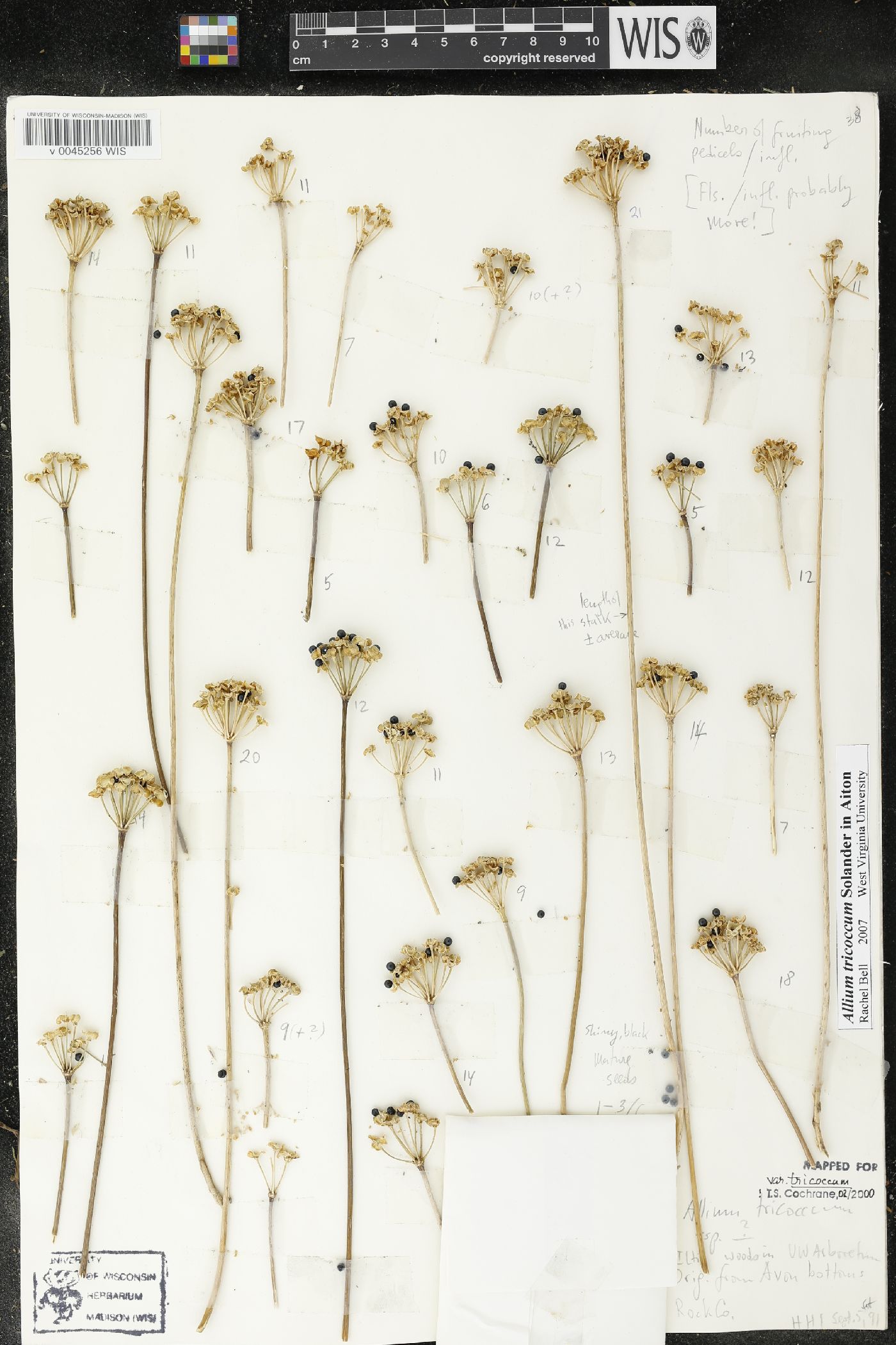 Allium tricoccum image