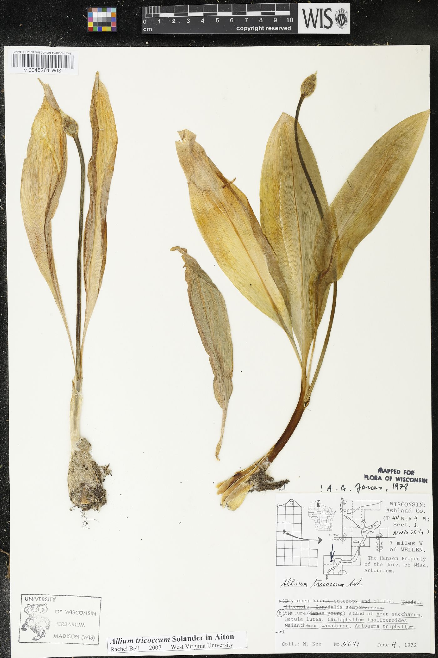 Allium tricoccum image