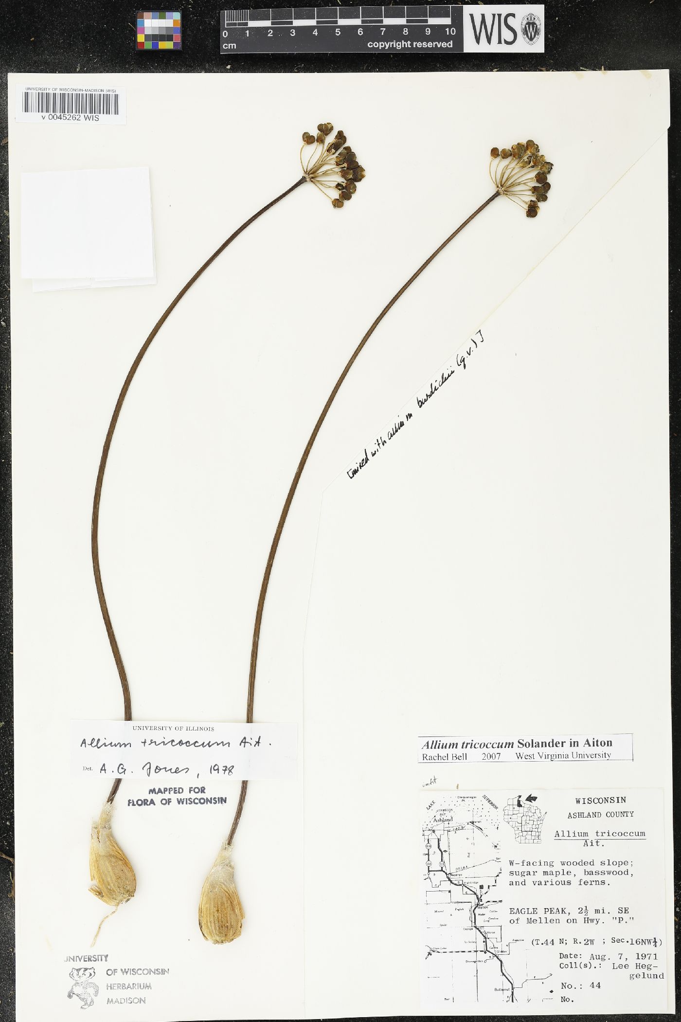 Allium tricoccum image