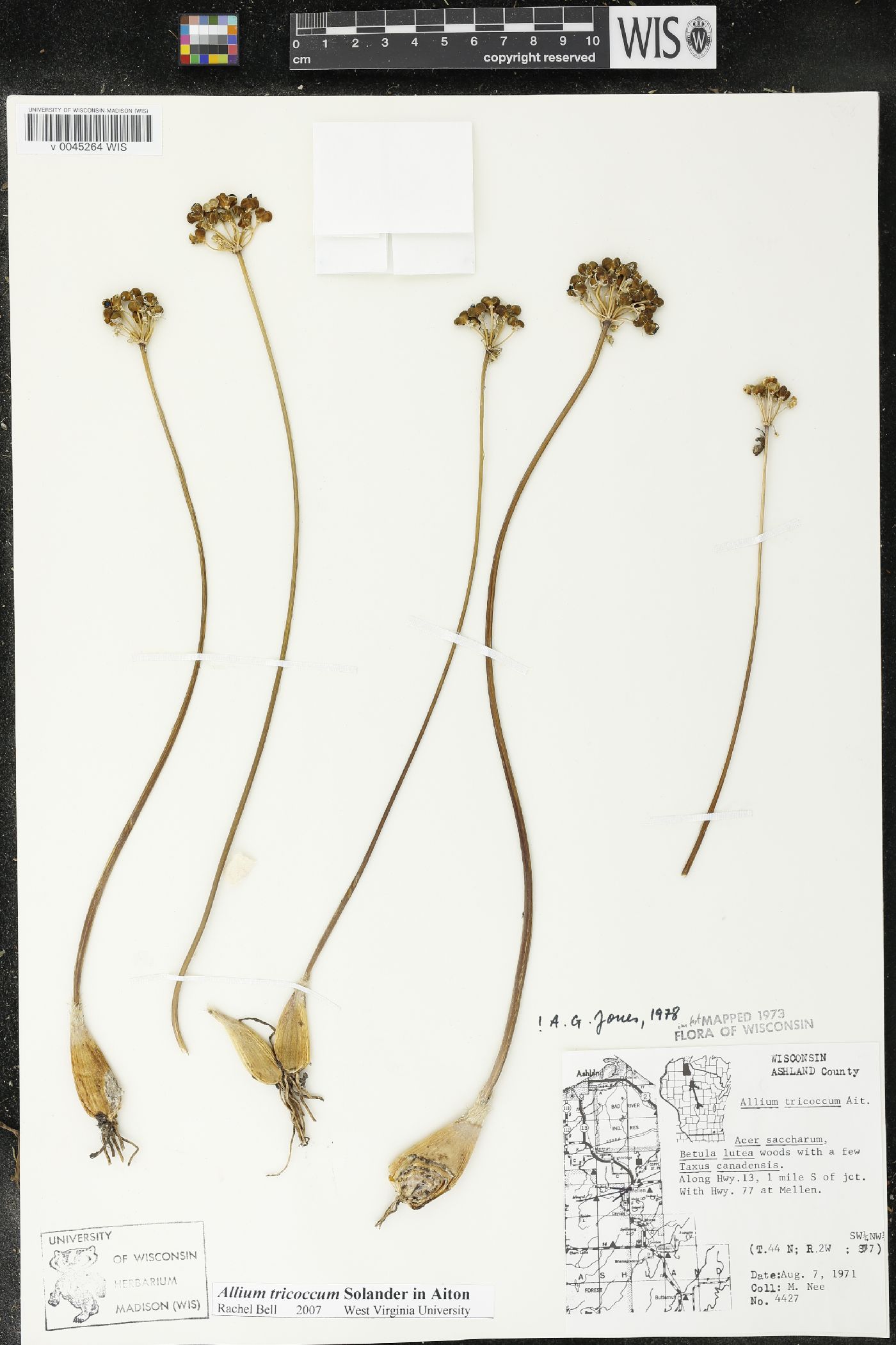 Allium tricoccum image