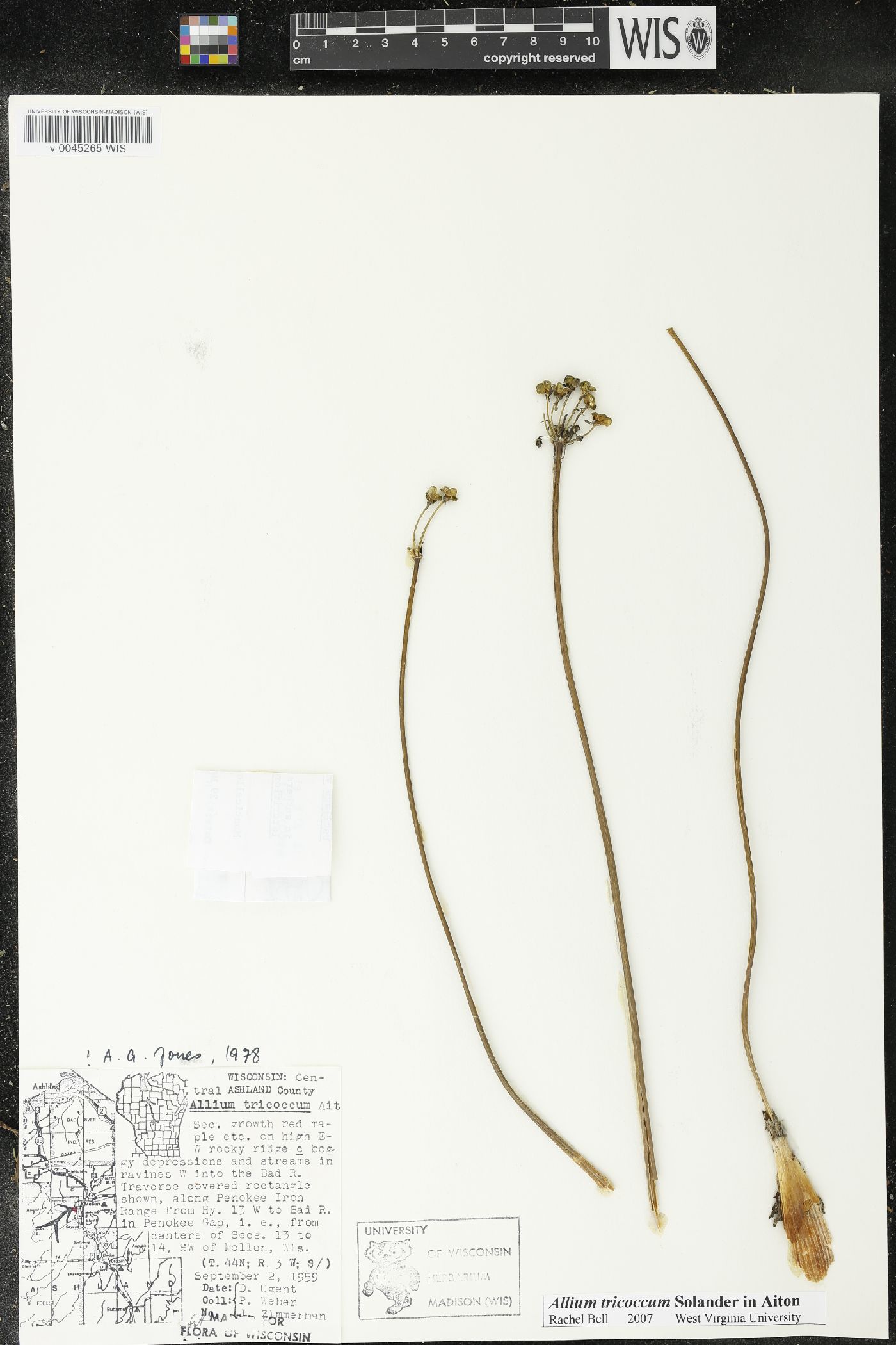 Allium tricoccum image