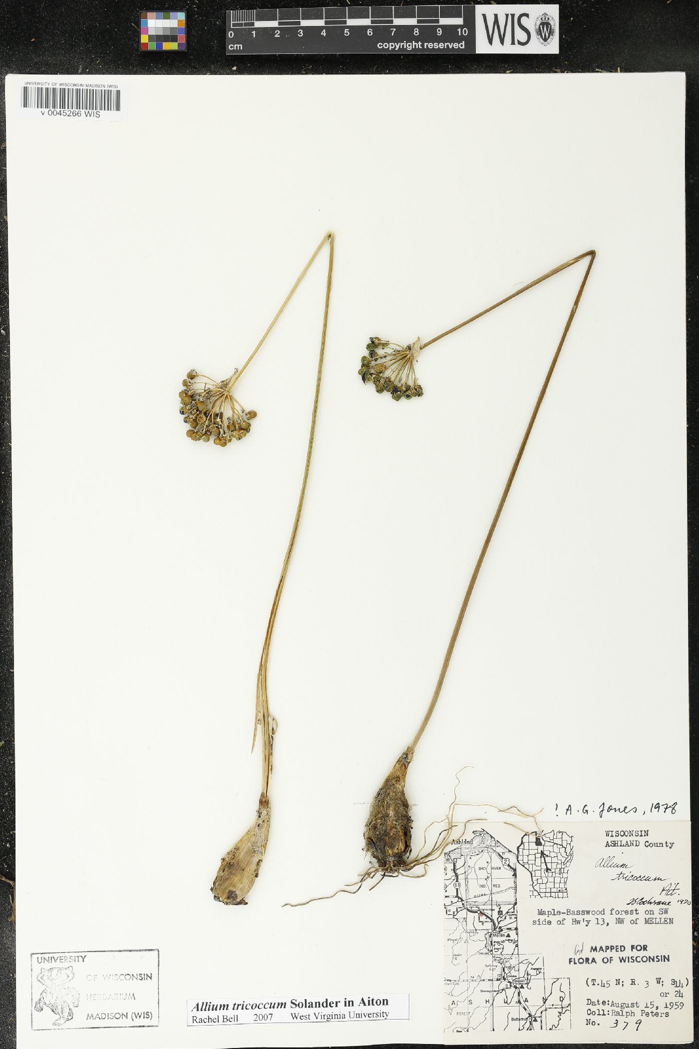 Allium tricoccum image