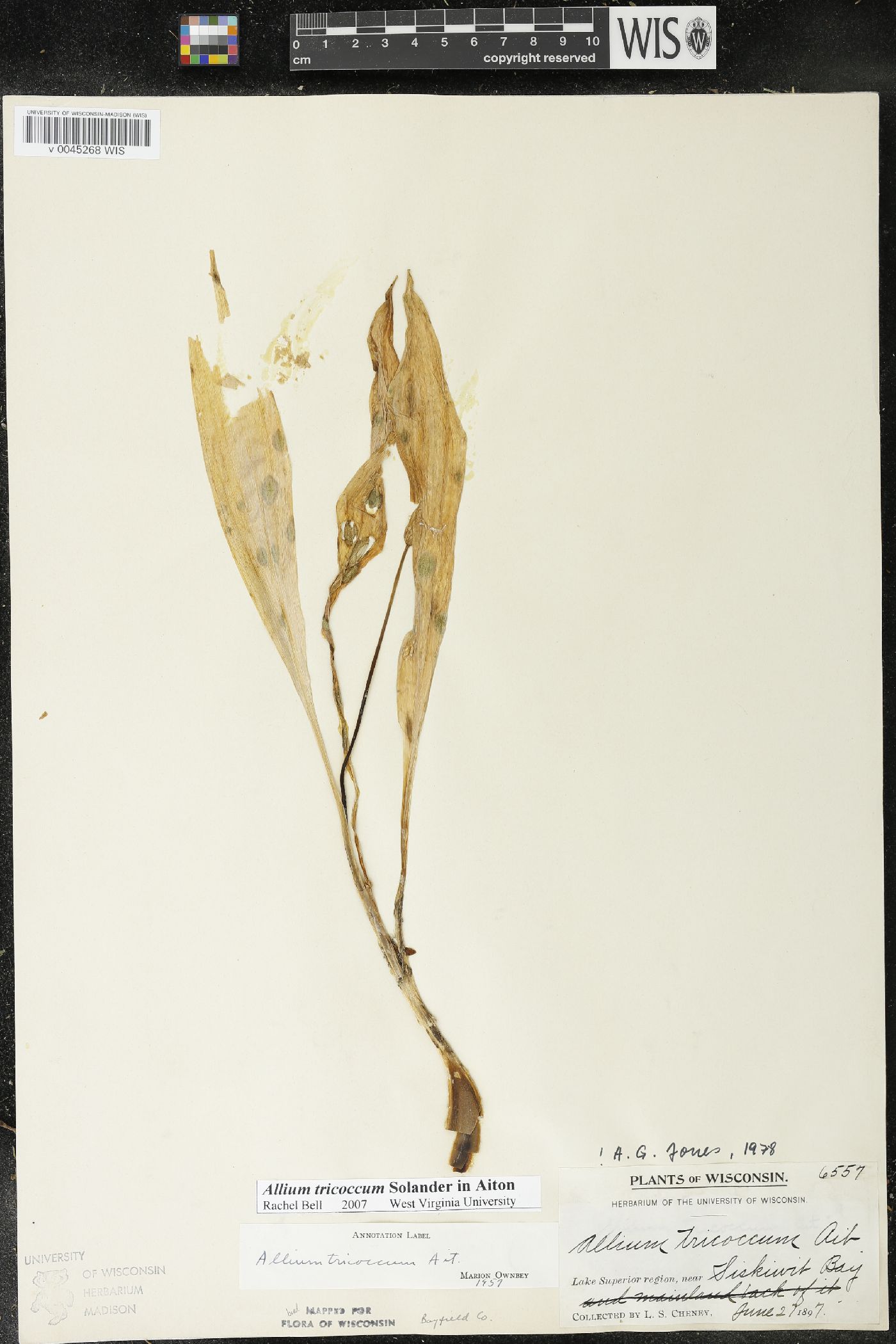 Allium tricoccum image