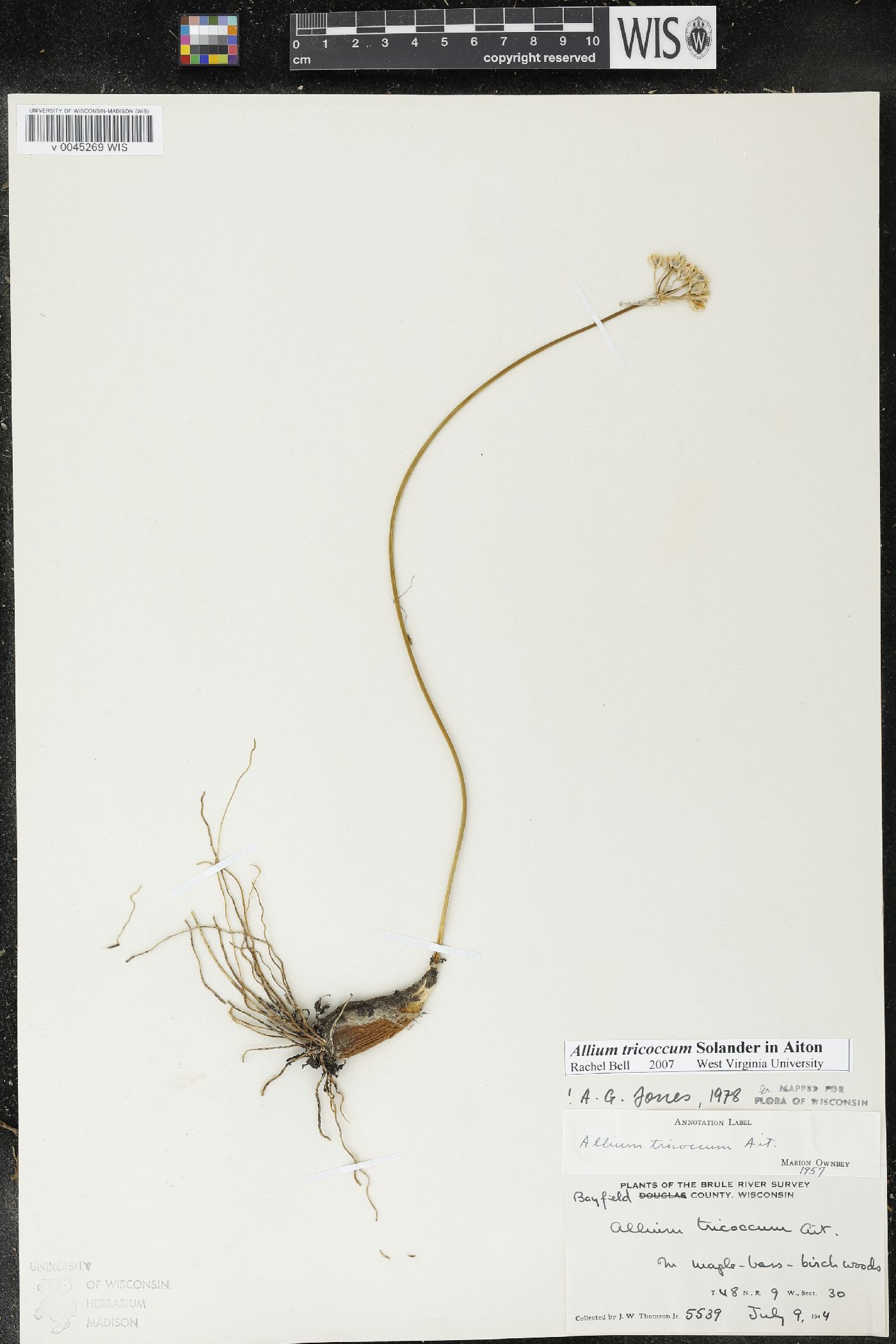 Allium tricoccum image