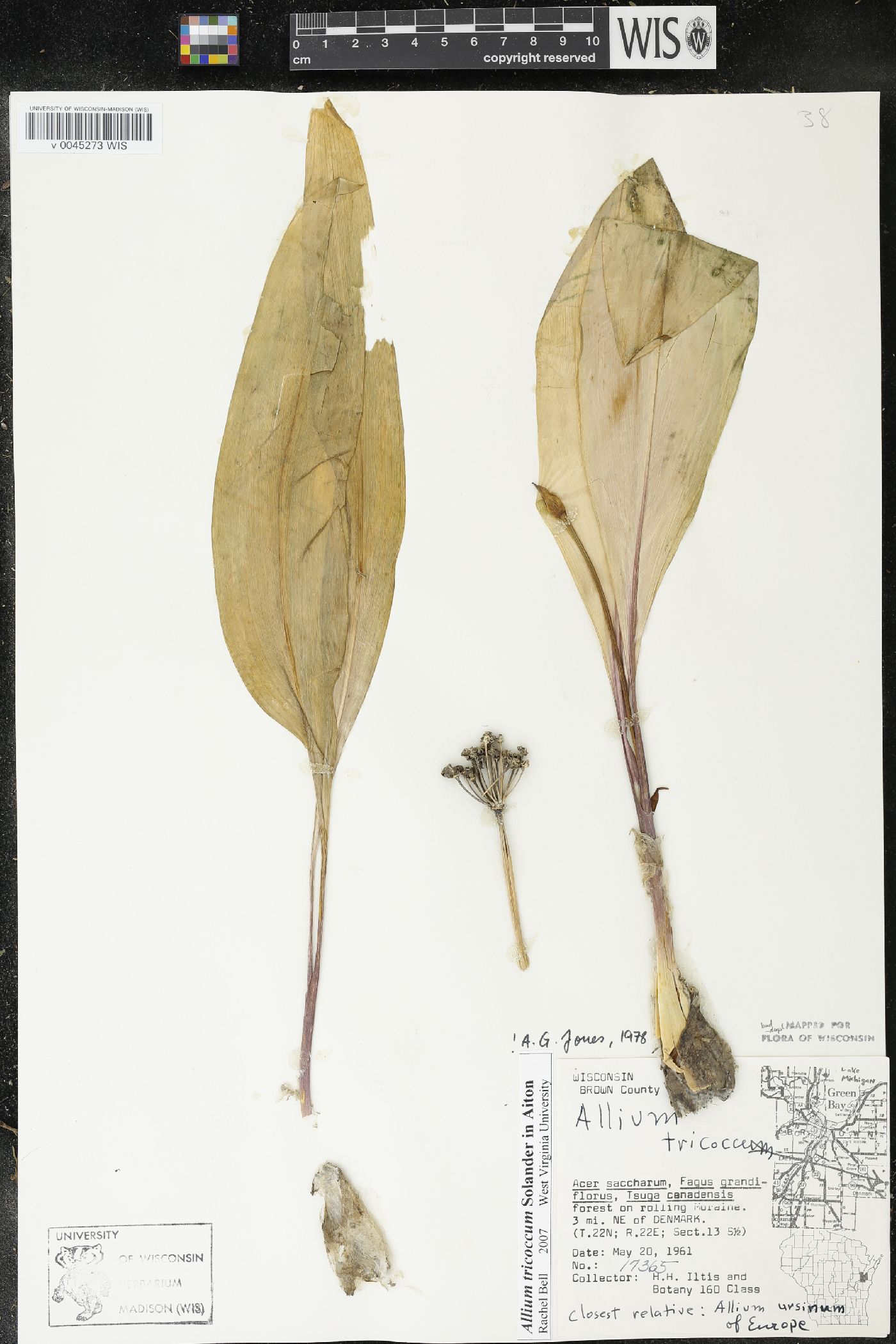 Allium tricoccum image