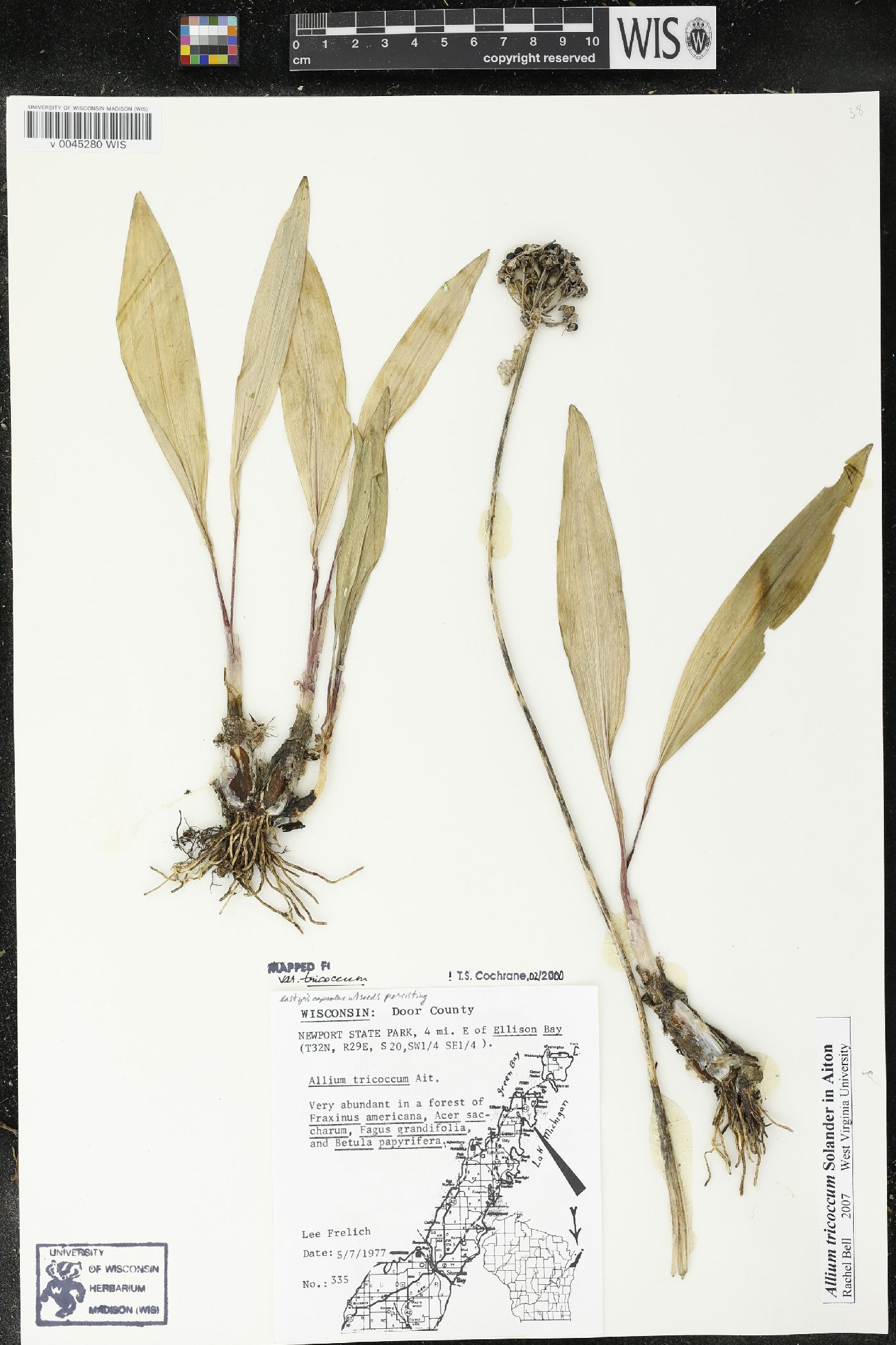 Allium tricoccum image