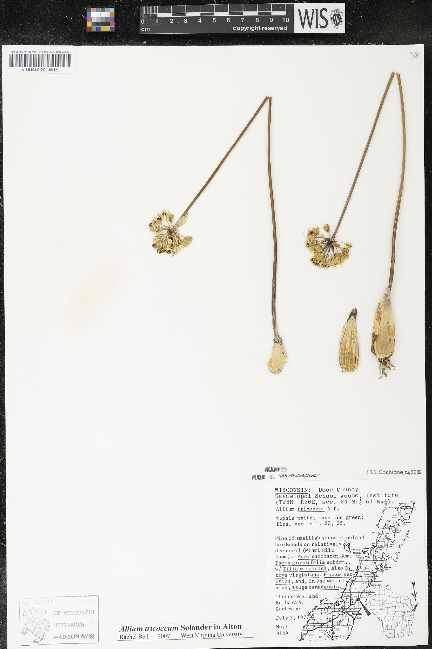Allium tricoccum image