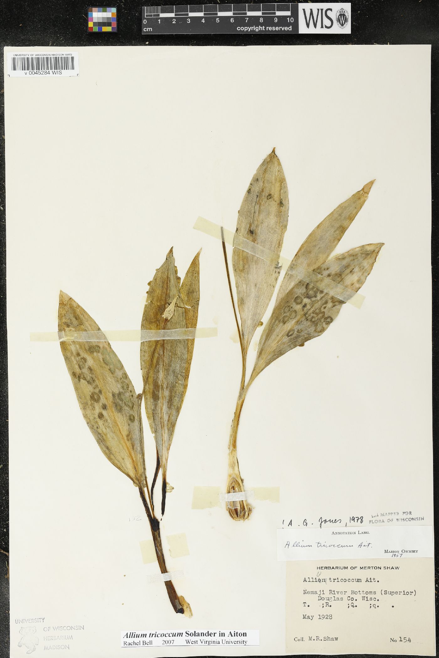Allium tricoccum image