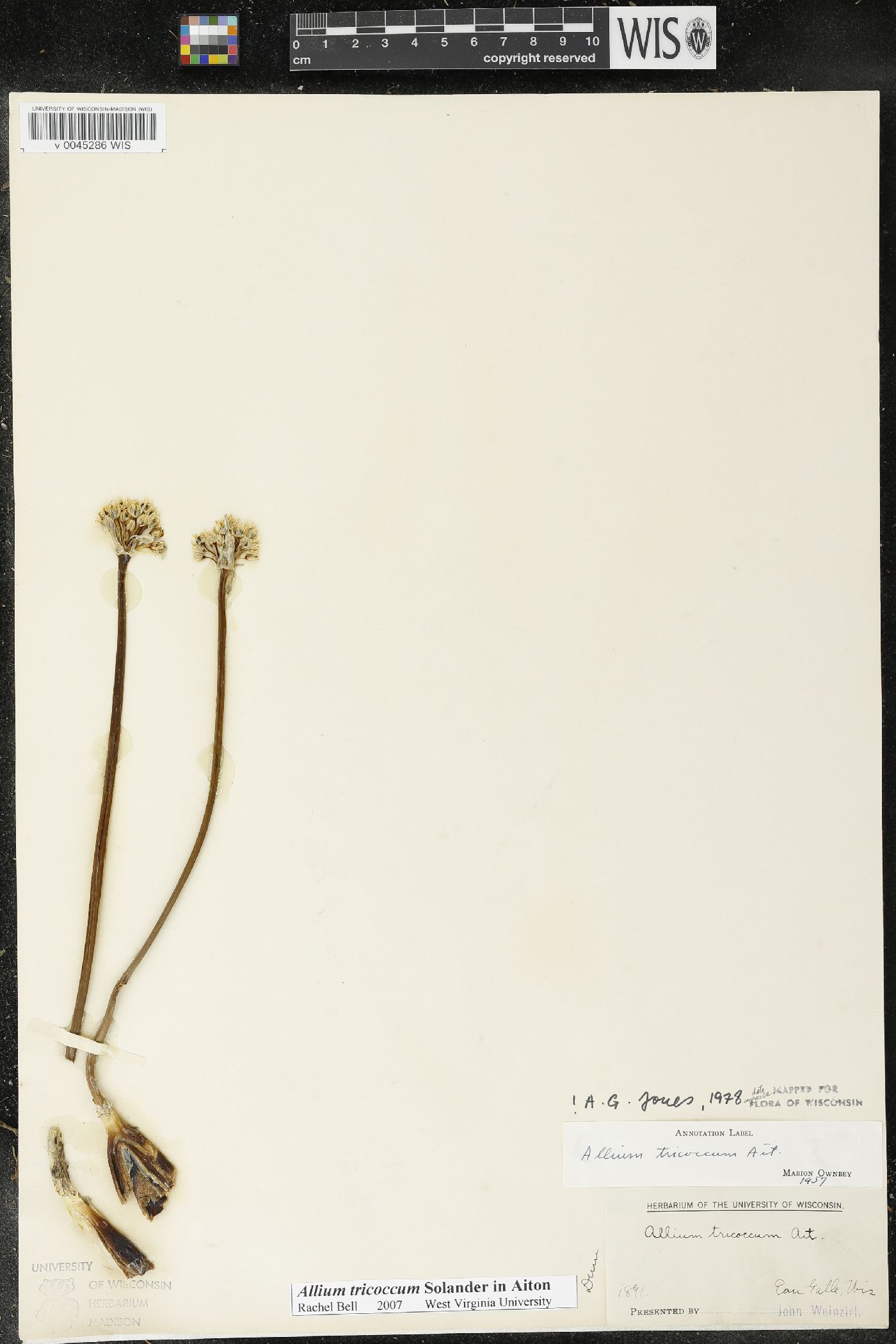 Allium tricoccum image