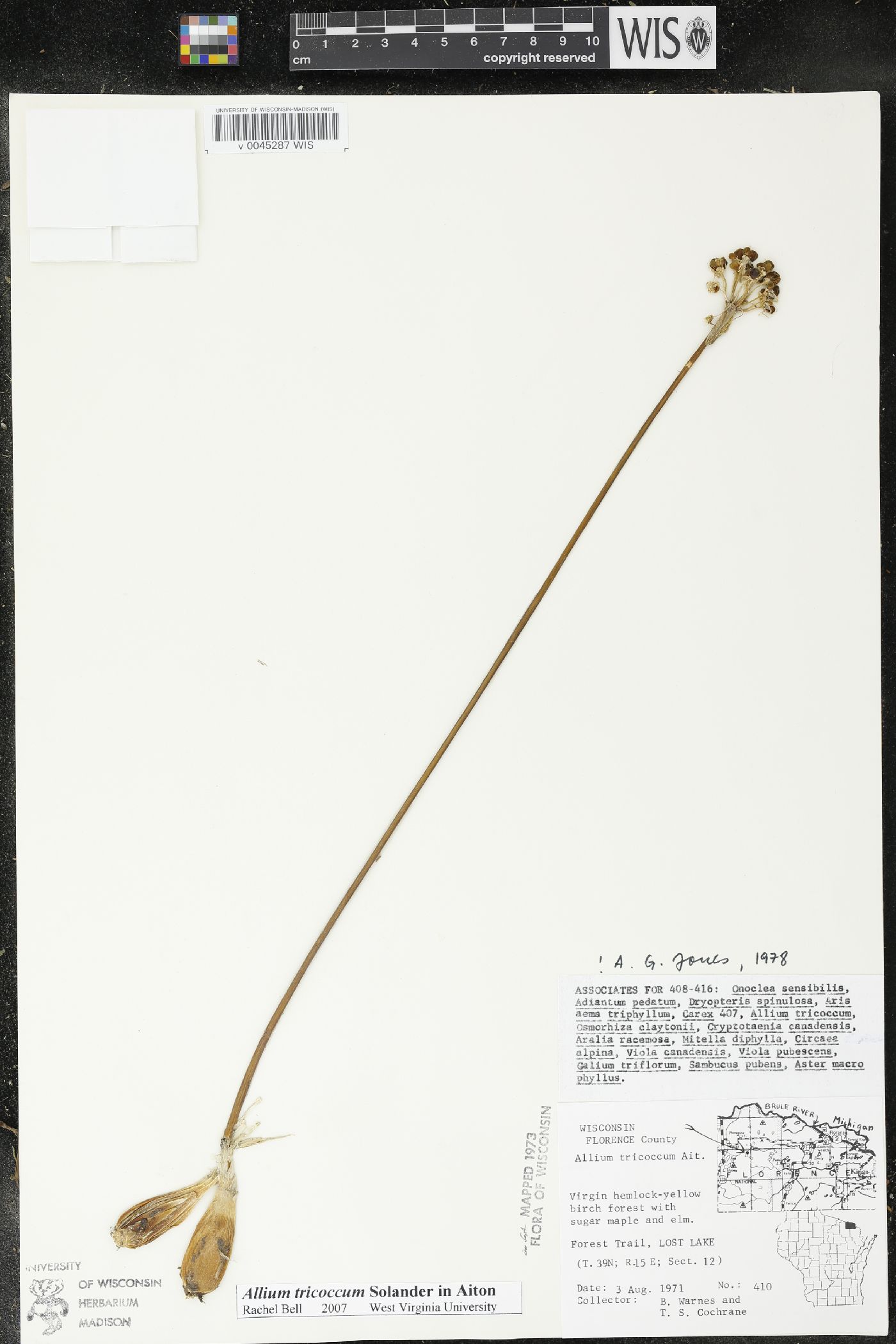 Allium tricoccum image