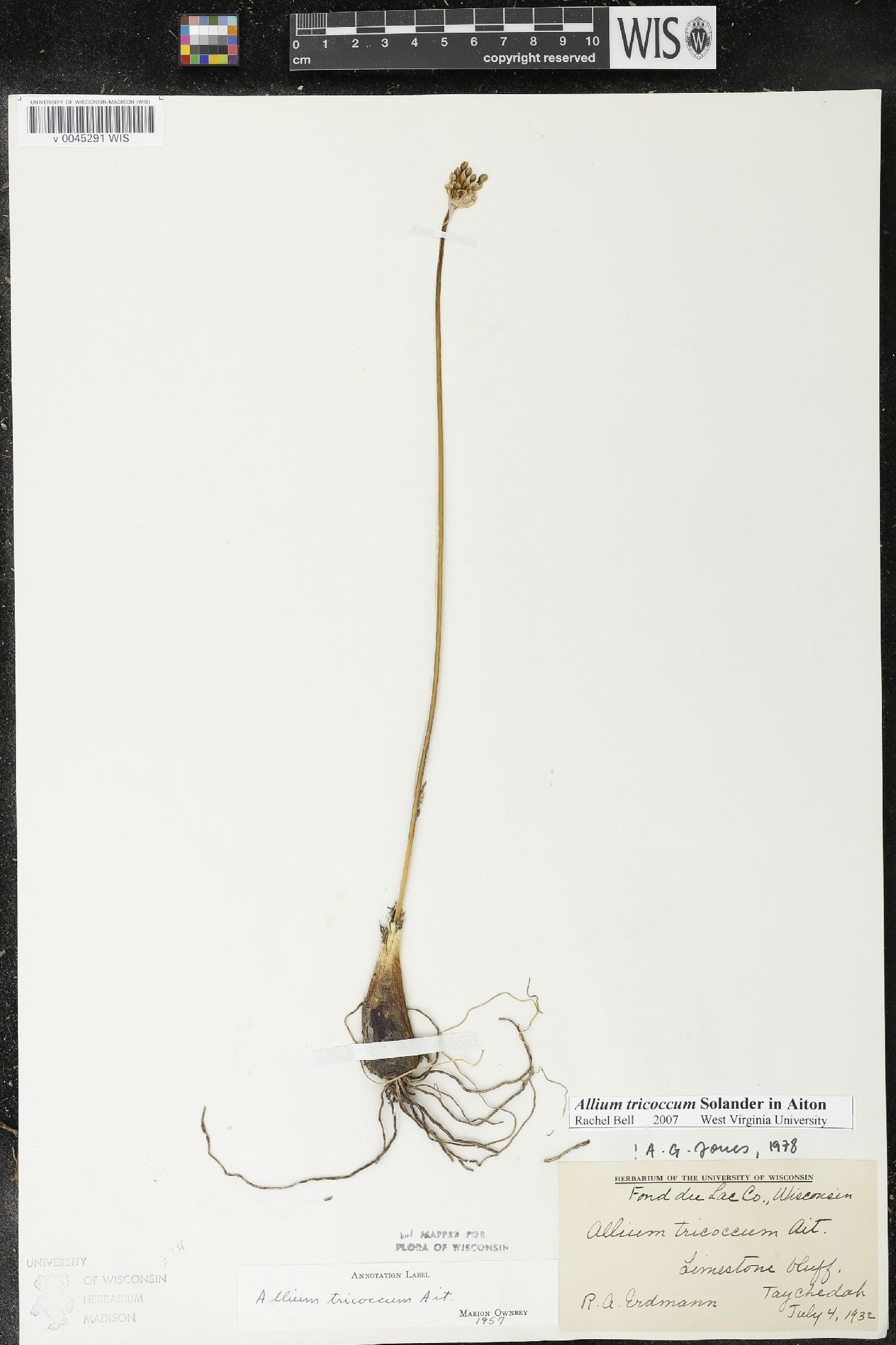 Allium tricoccum image
