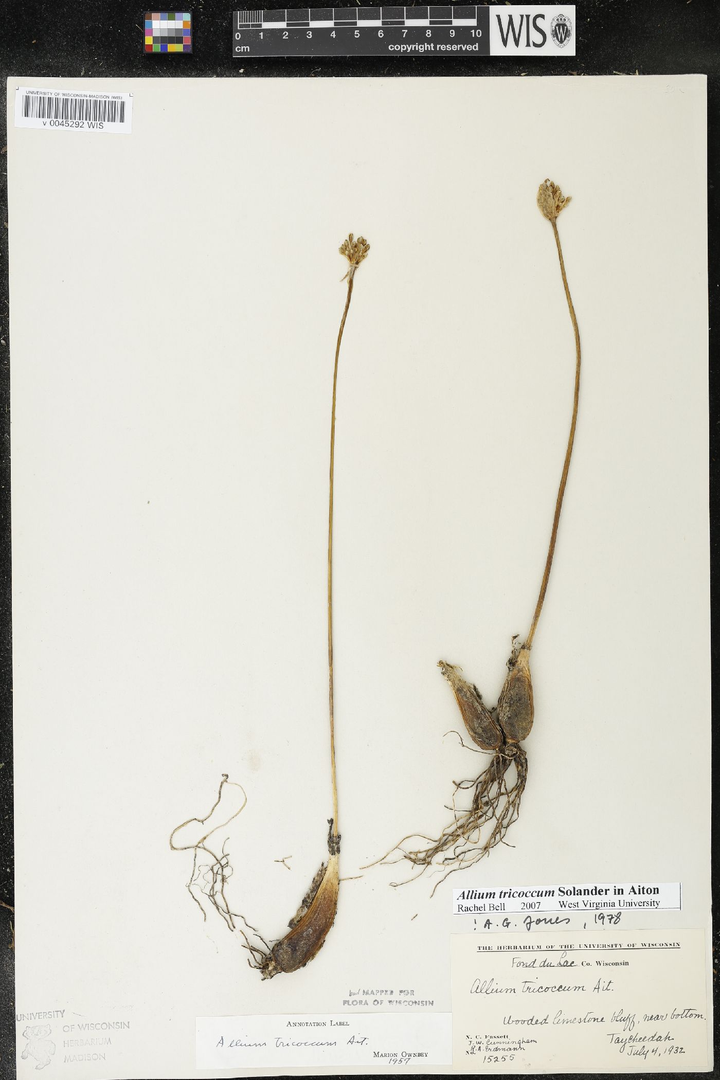 Allium tricoccum image