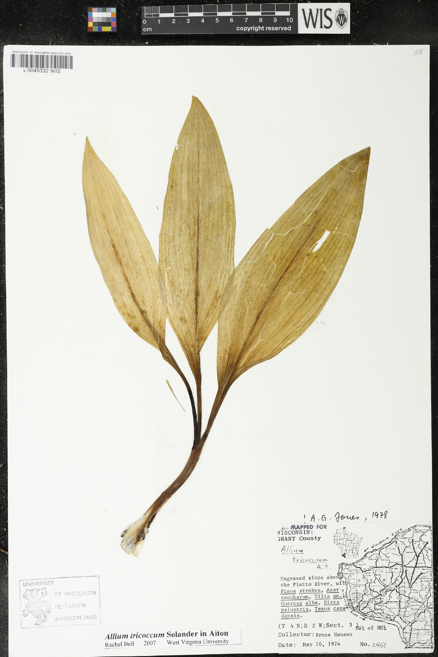 Allium tricoccum image