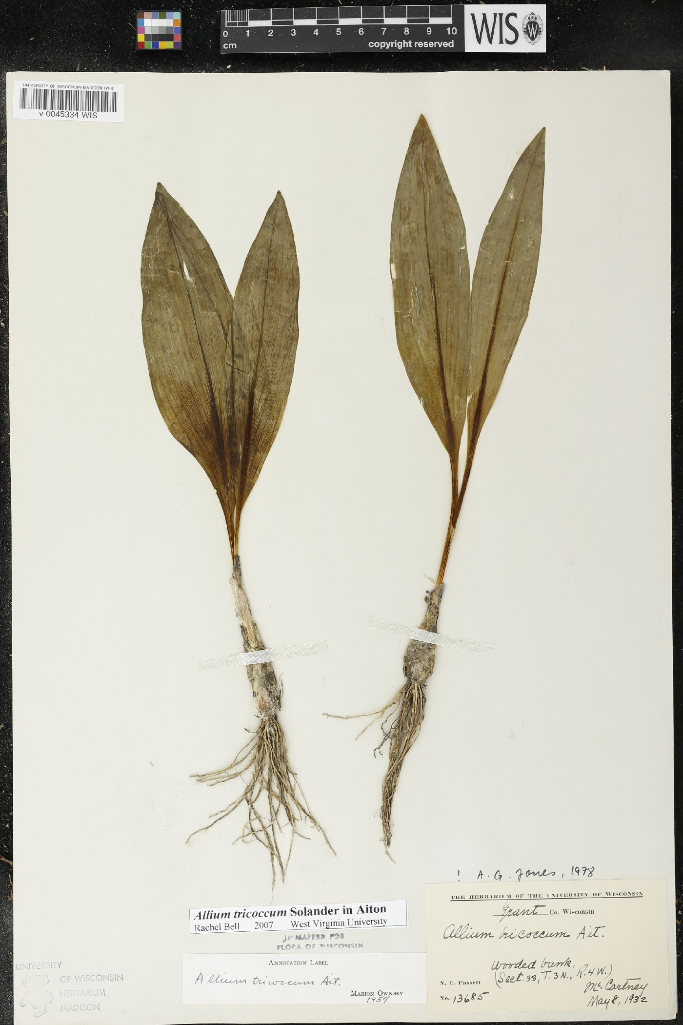 Allium tricoccum image