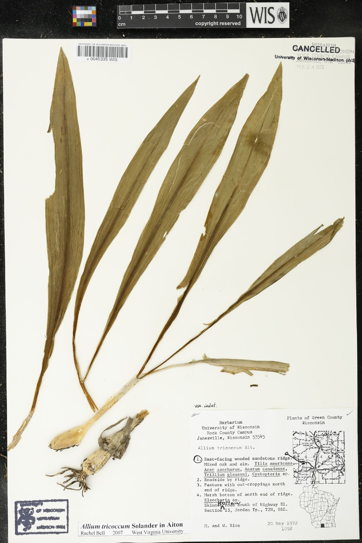 Allium tricoccum image
