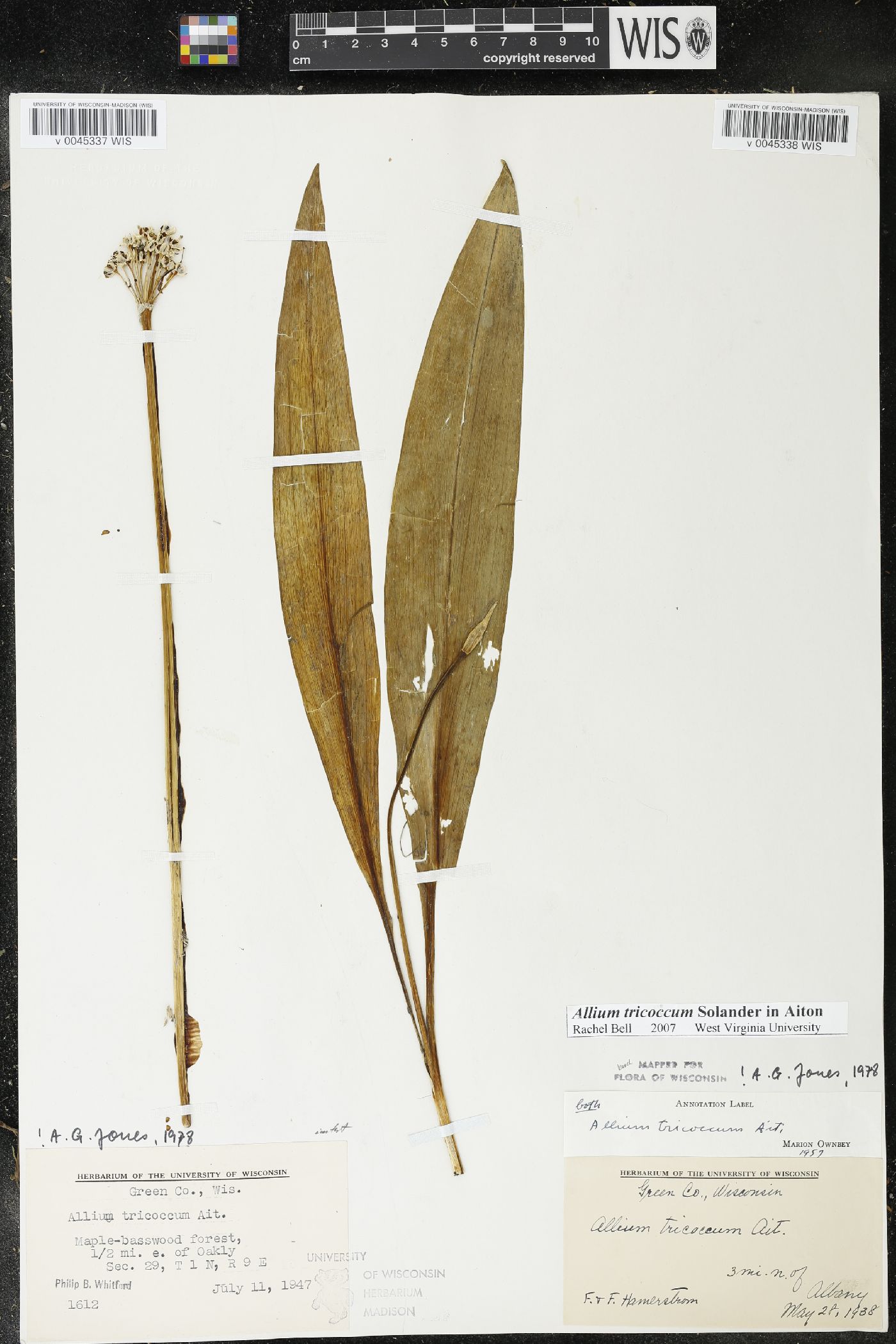 Allium tricoccum image