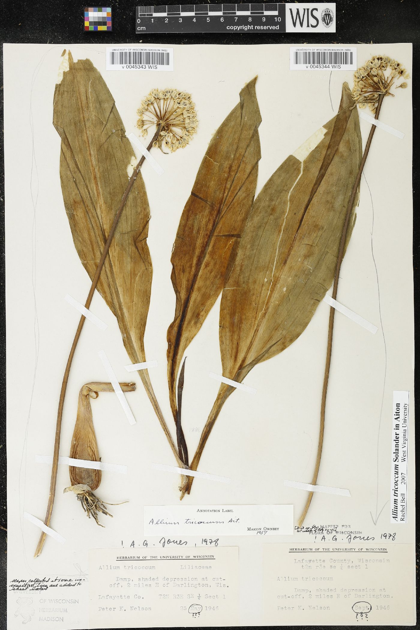 Allium tricoccum image