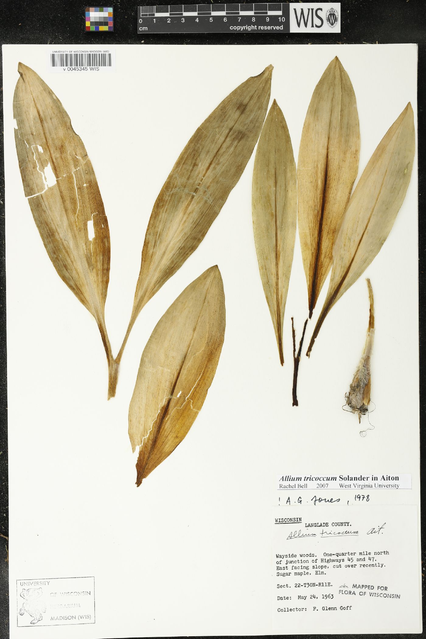Allium tricoccum image