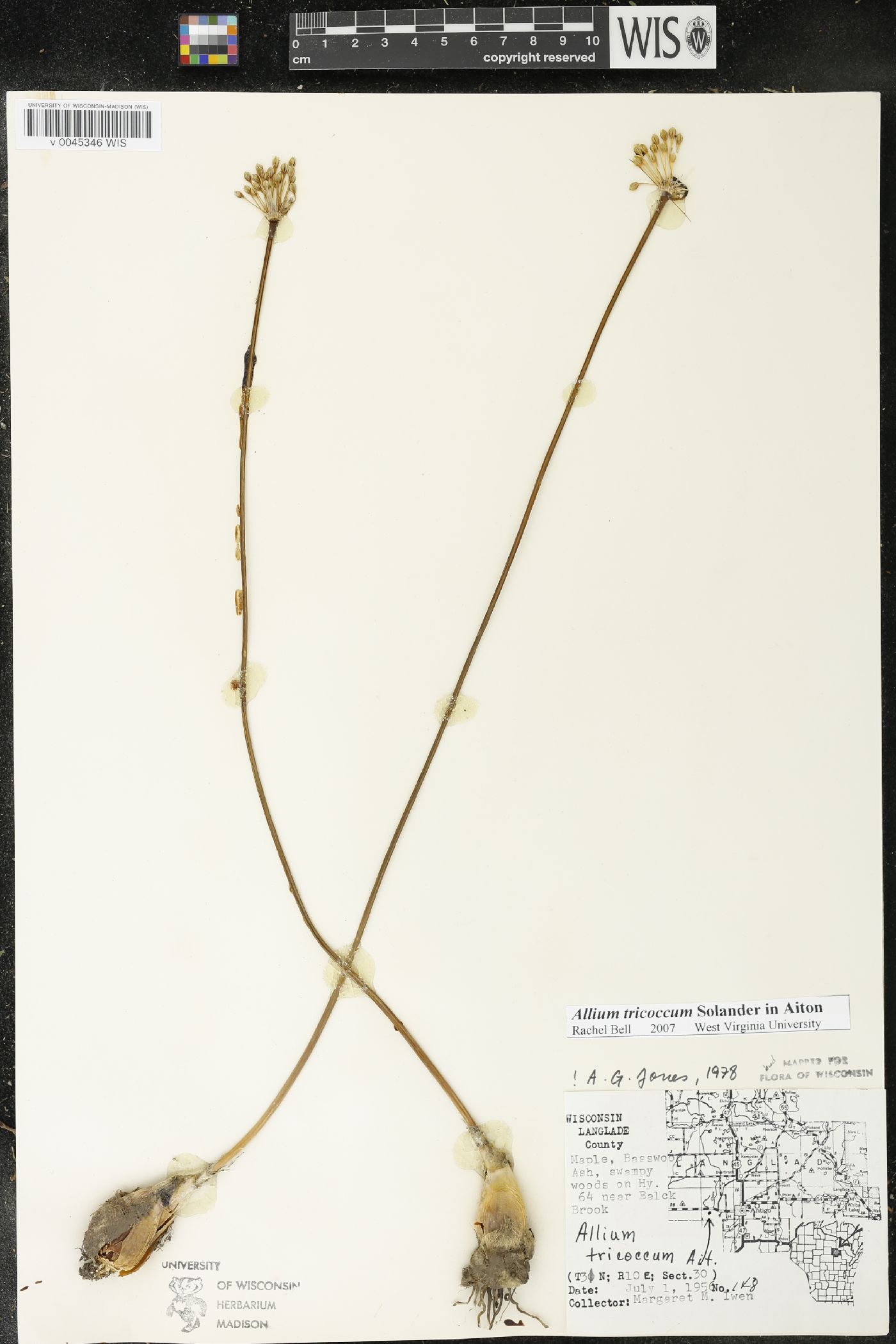 Allium tricoccum image