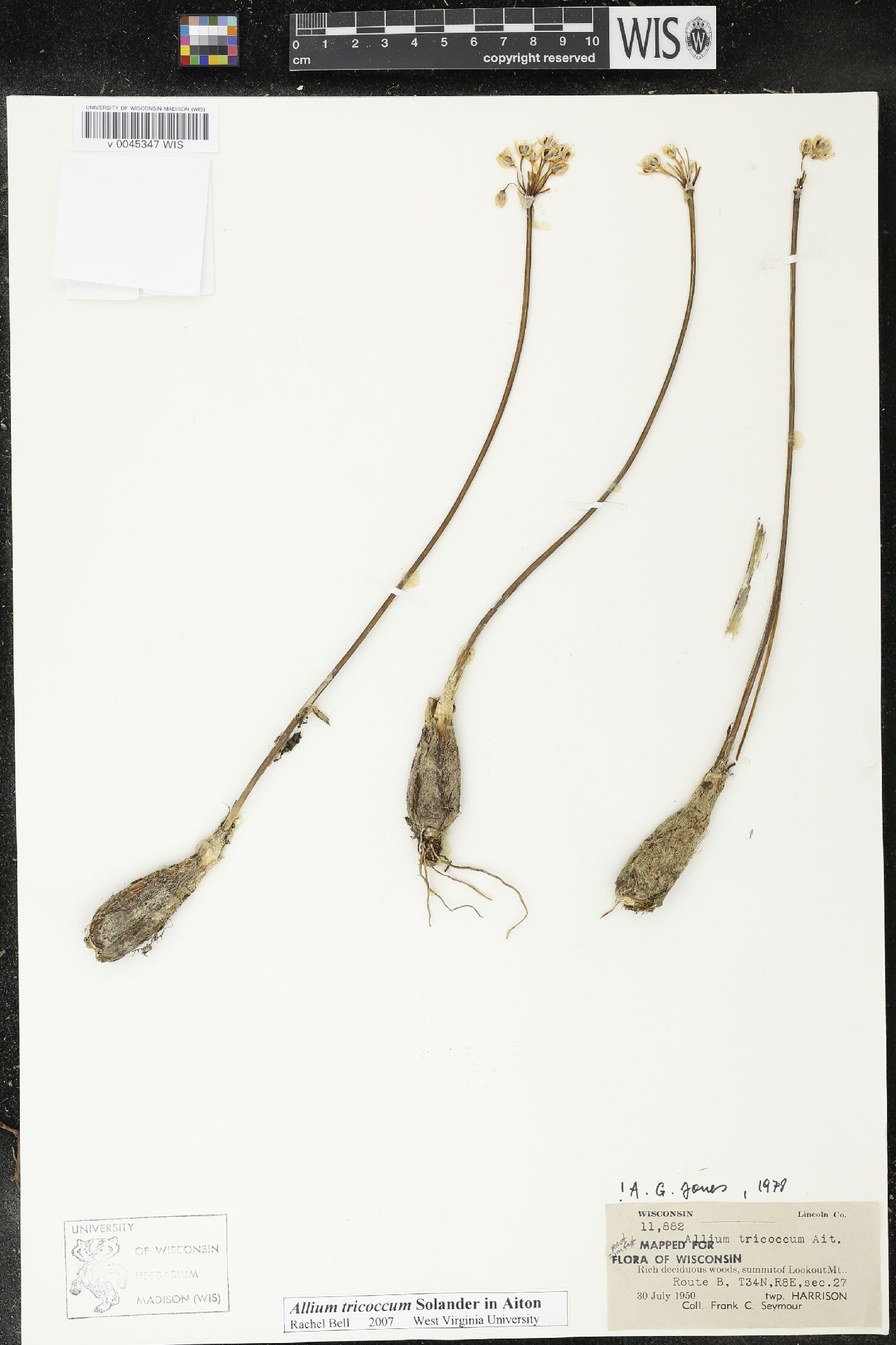 Allium tricoccum image