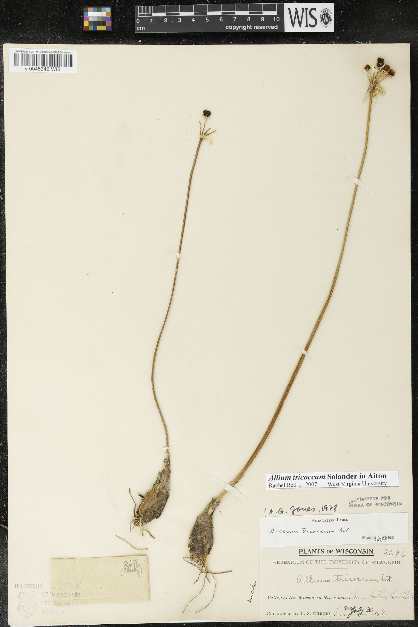 Allium tricoccum image