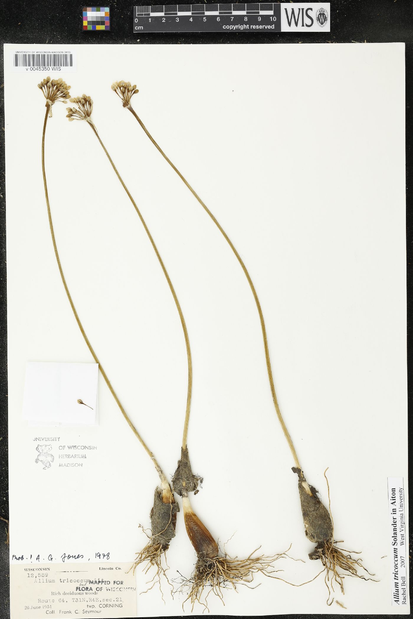 Allium tricoccum image
