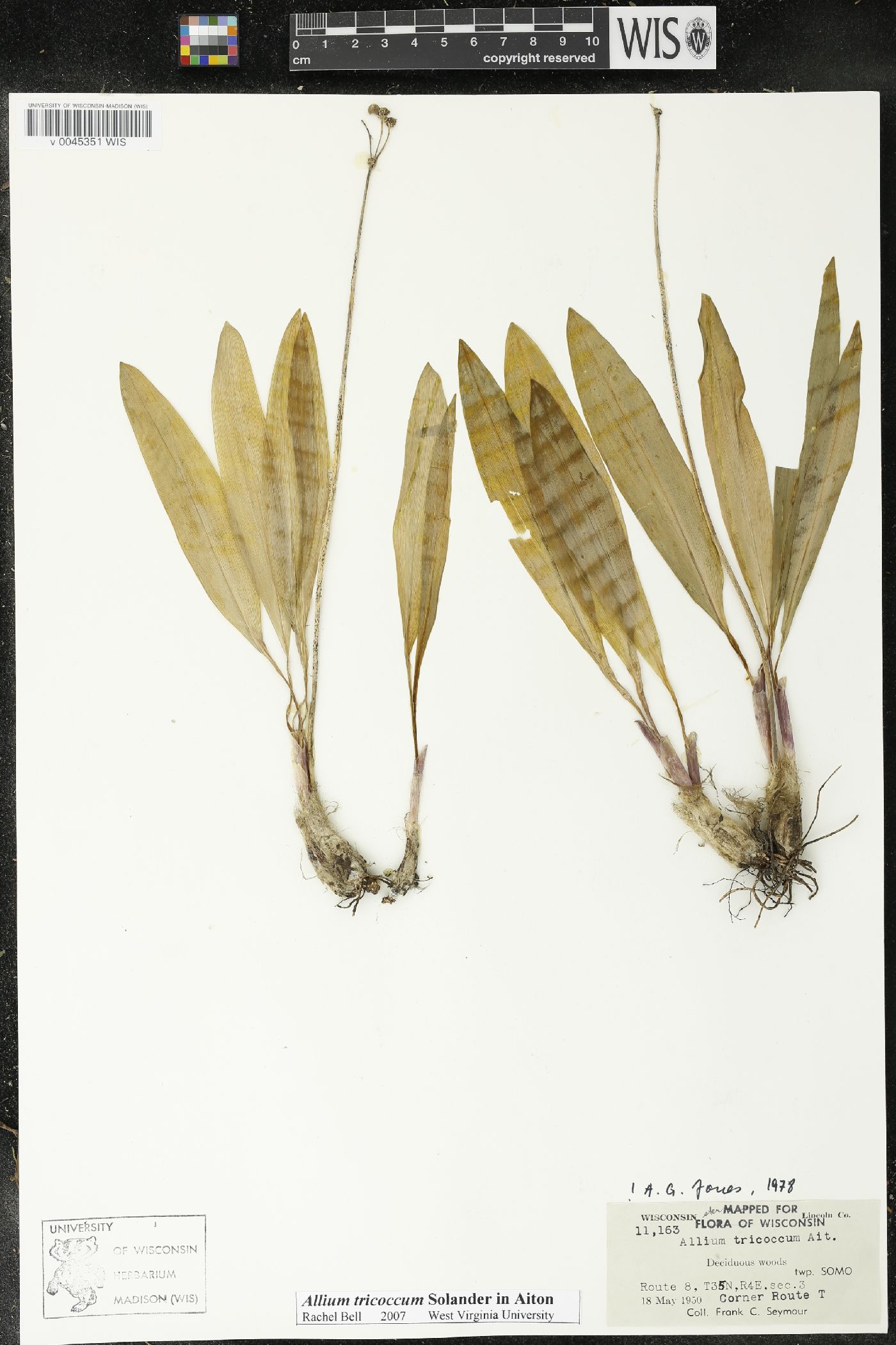 Allium tricoccum image