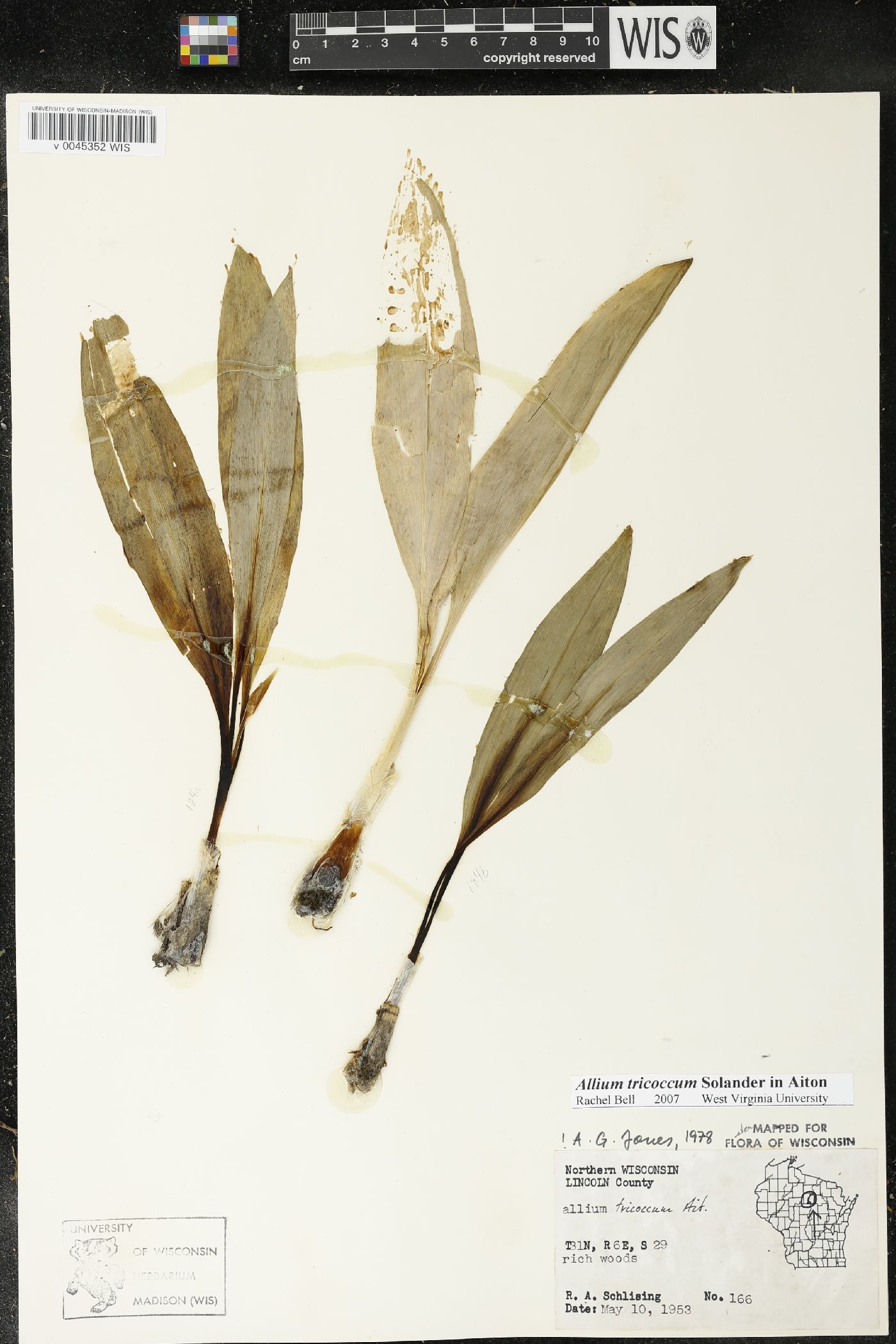 Allium tricoccum image