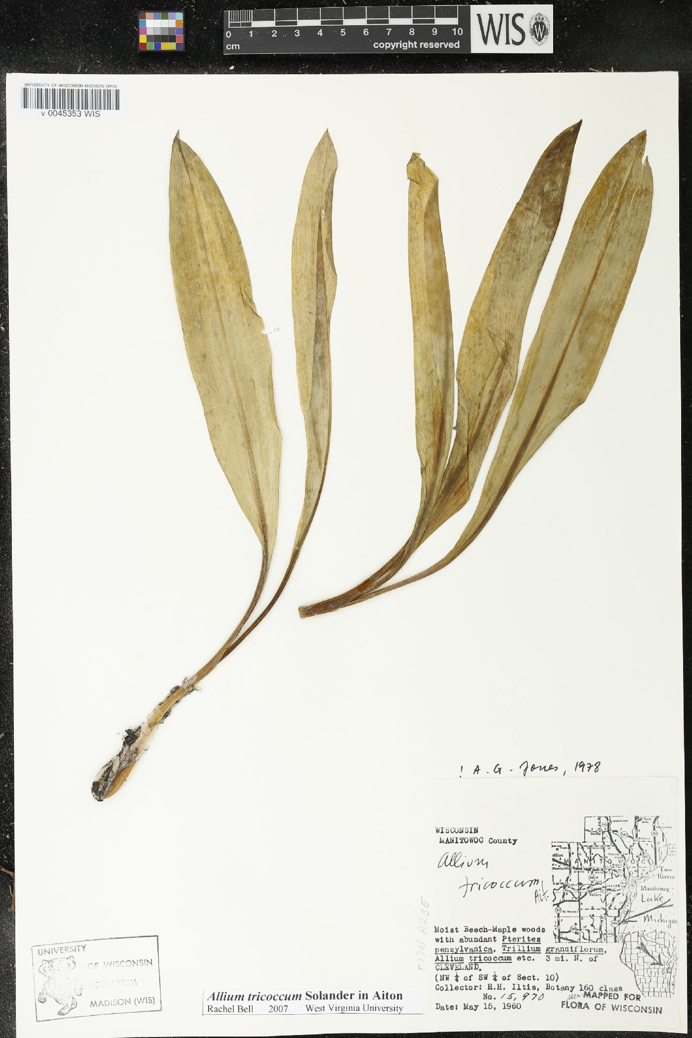 Allium tricoccum image