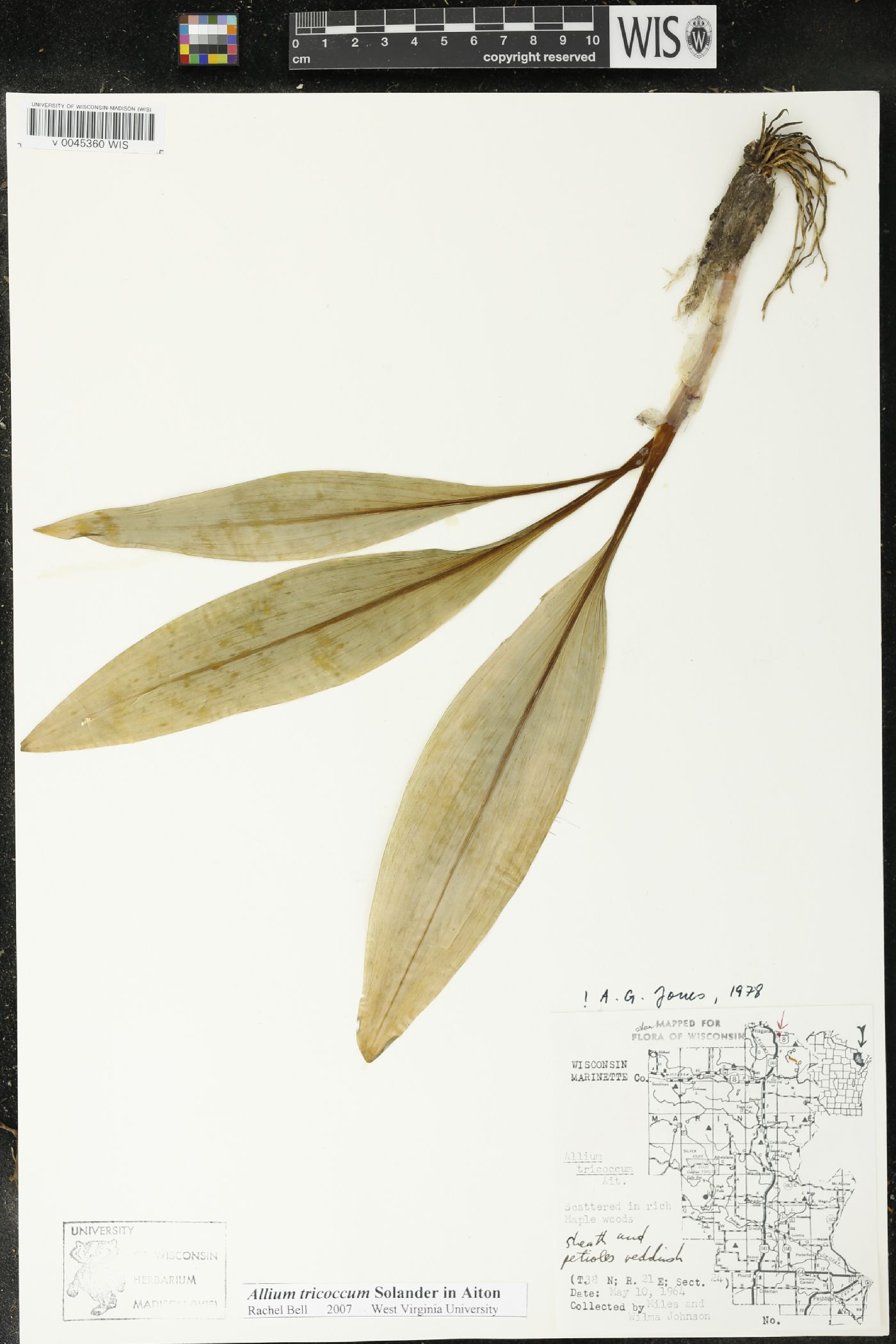 Allium tricoccum image