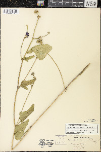 Callirhoe triangulata image