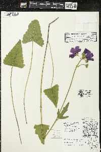 Callirhoe triangulata image