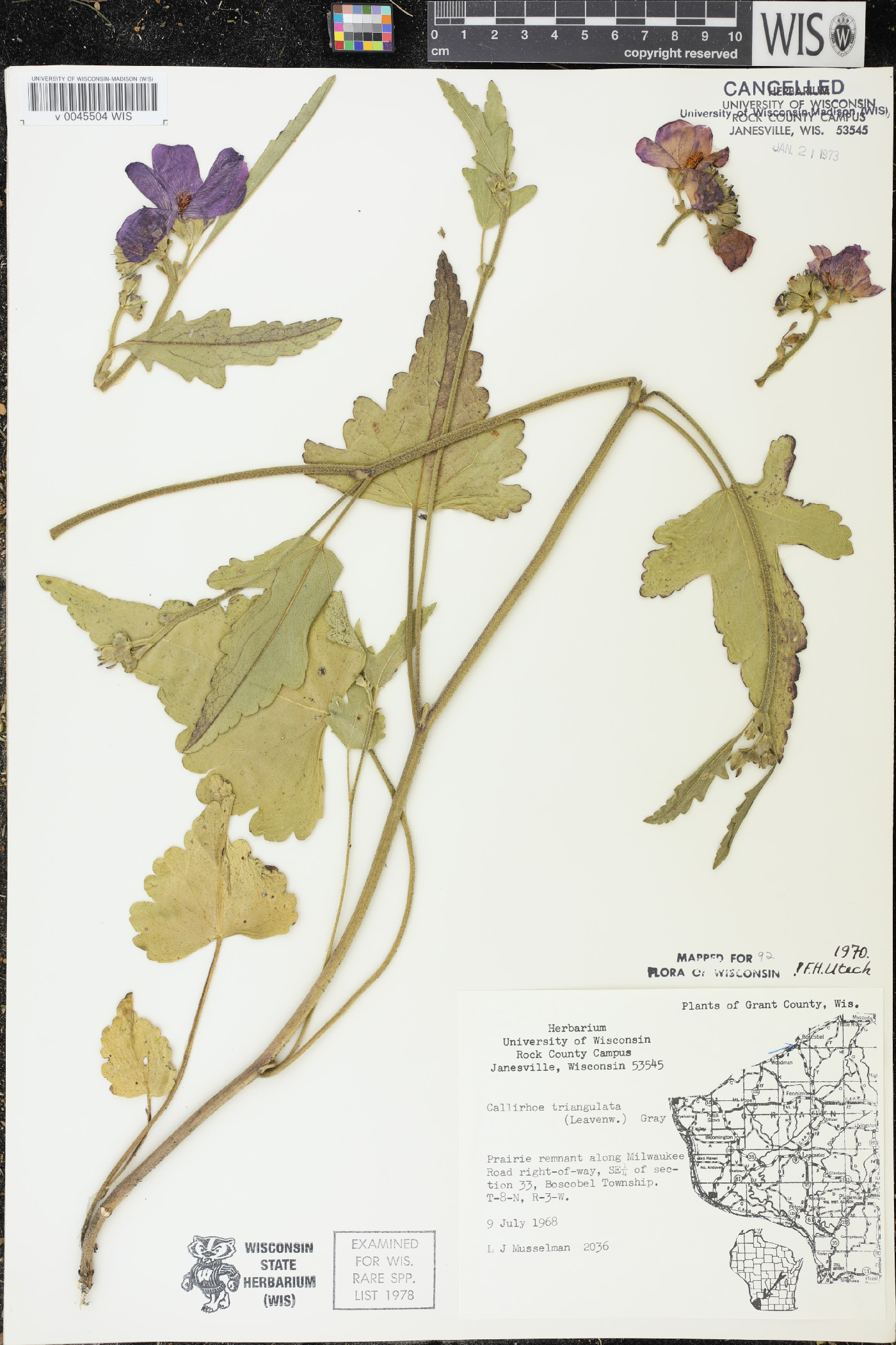 Callirhoe triangulata image