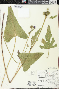 Callirhoe triangulata image