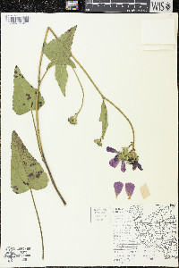 Callirhoe triangulata image