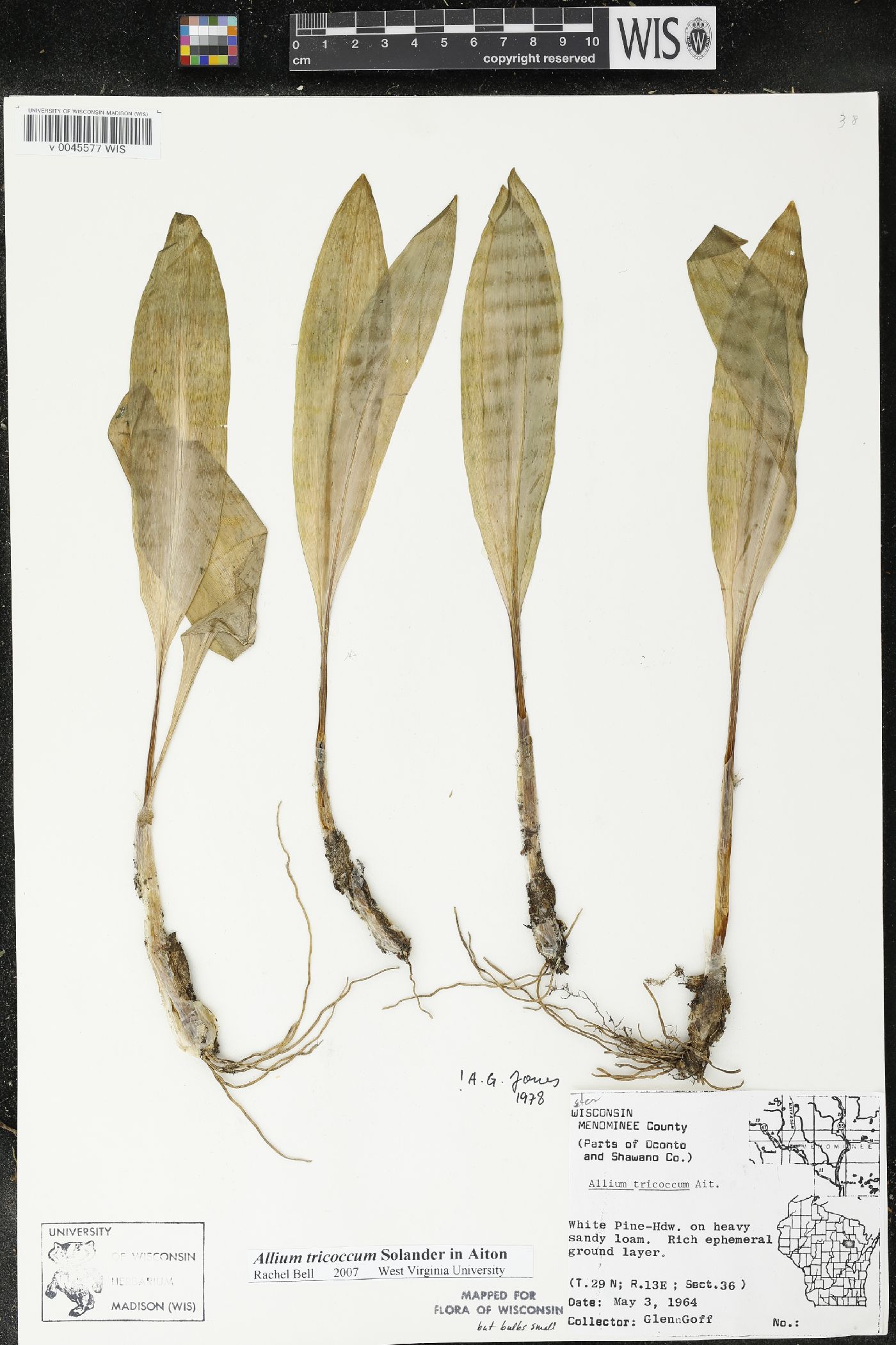 Allium tricoccum image