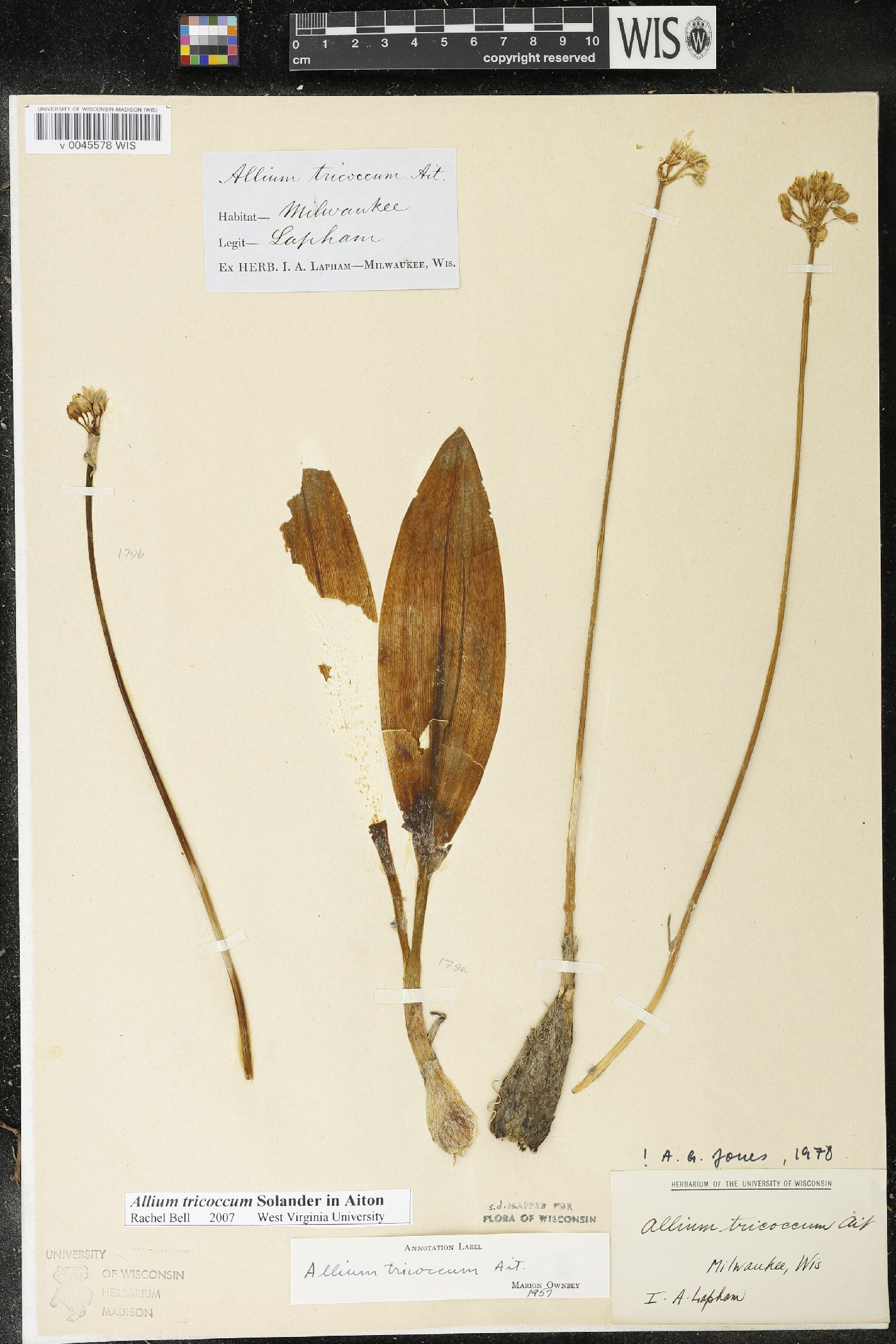 Allium tricoccum image
