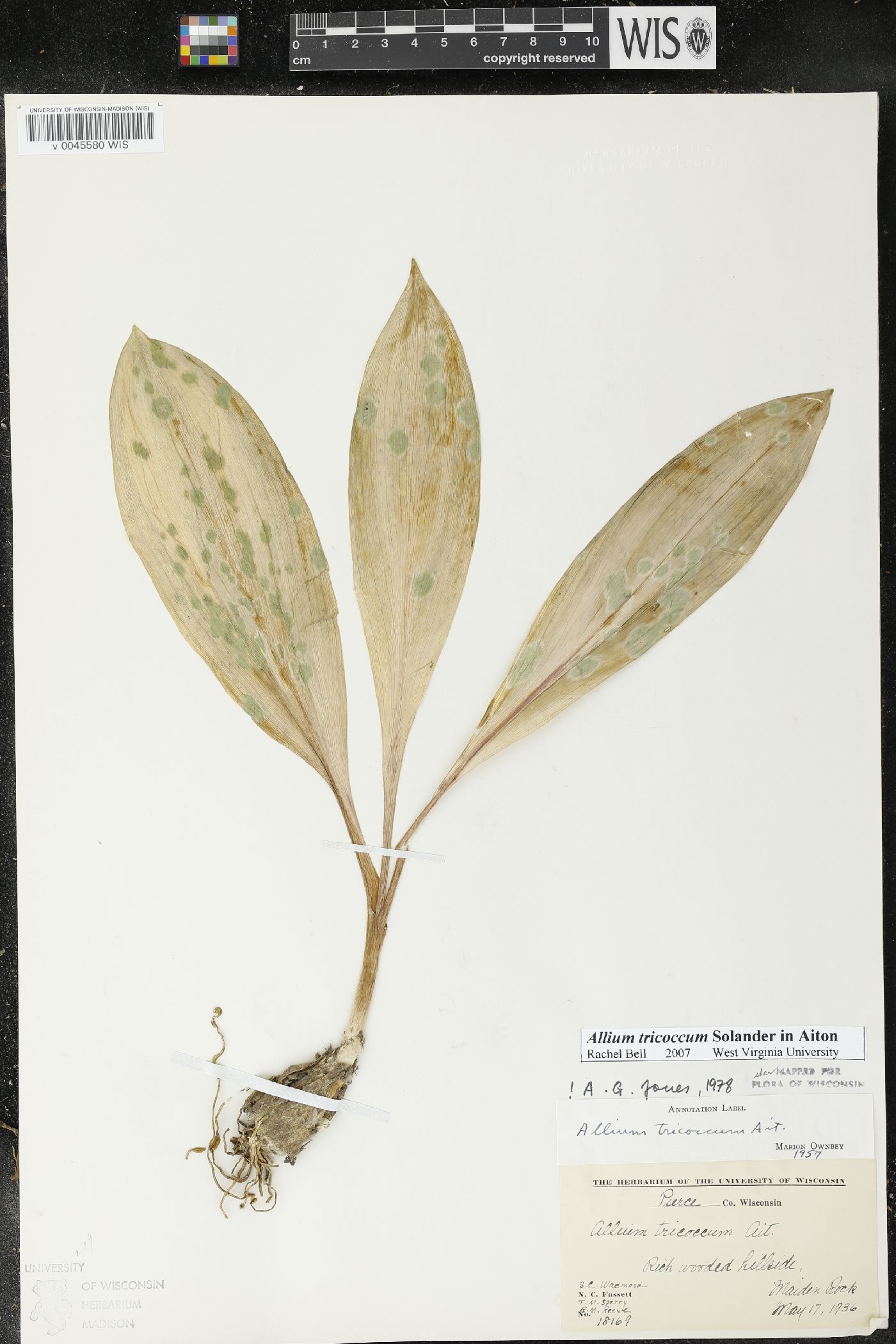Allium tricoccum image