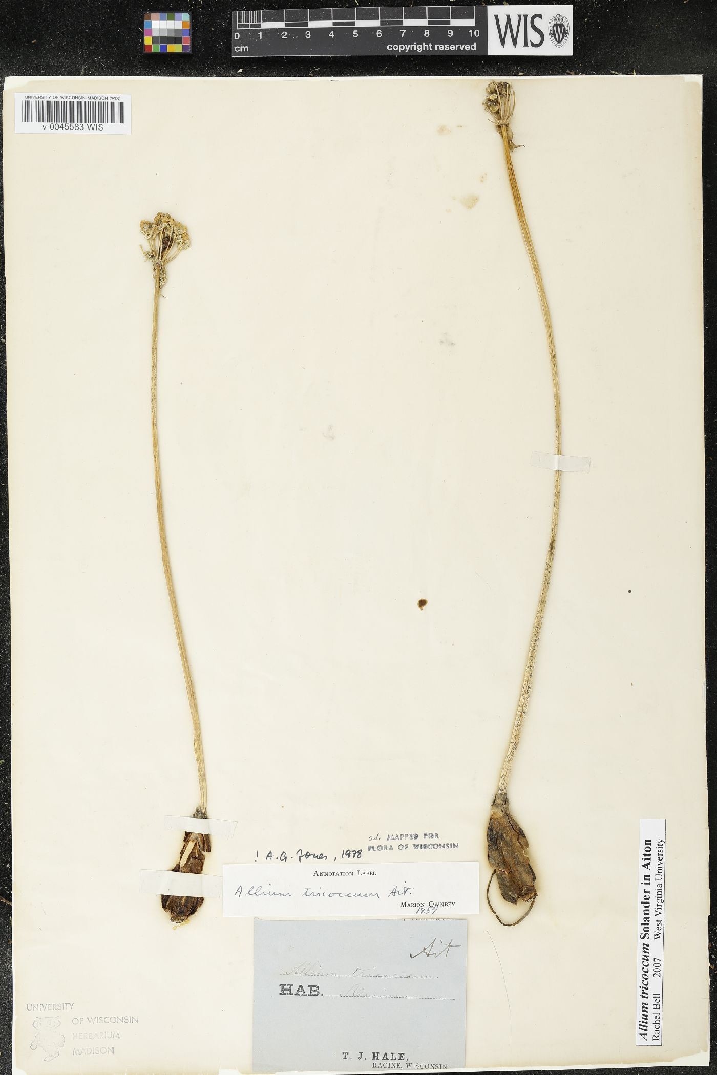 Allium tricoccum image