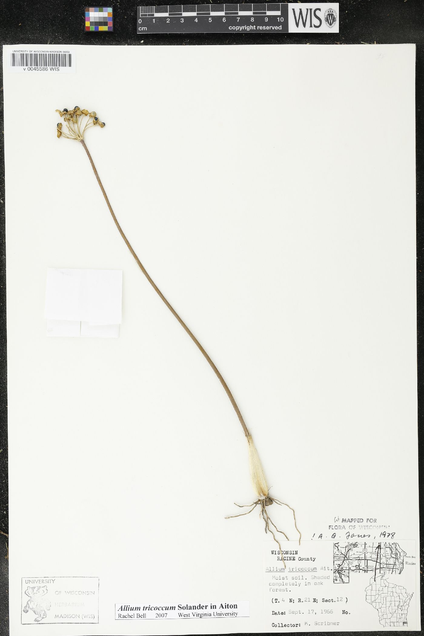 Allium tricoccum image
