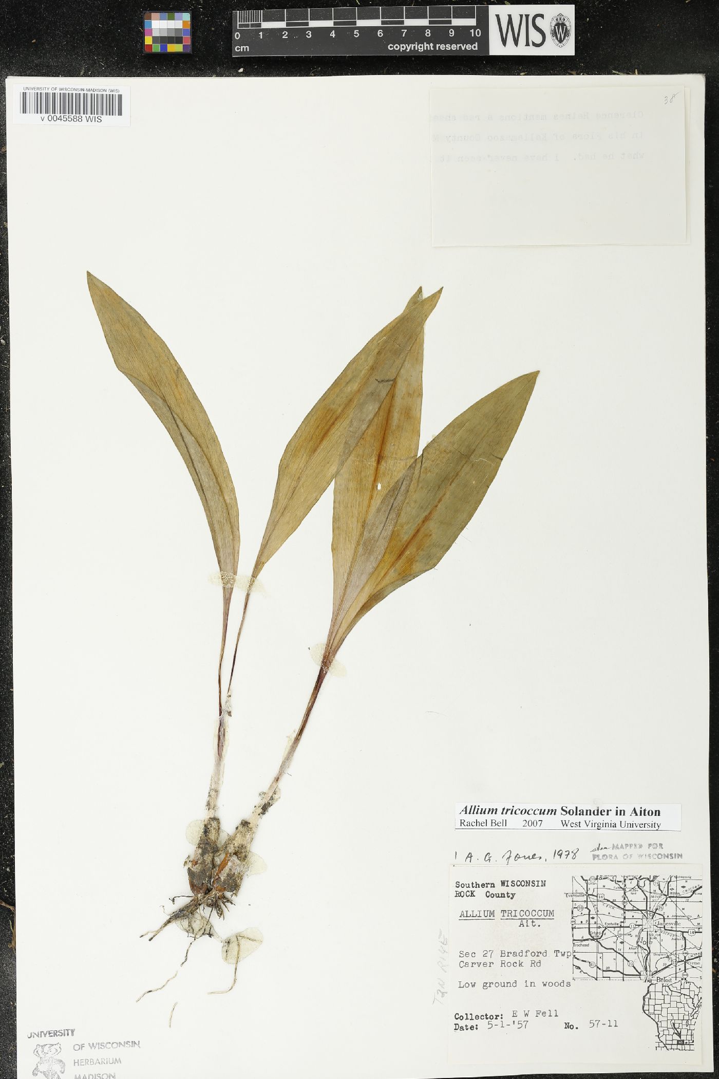 Allium tricoccum image