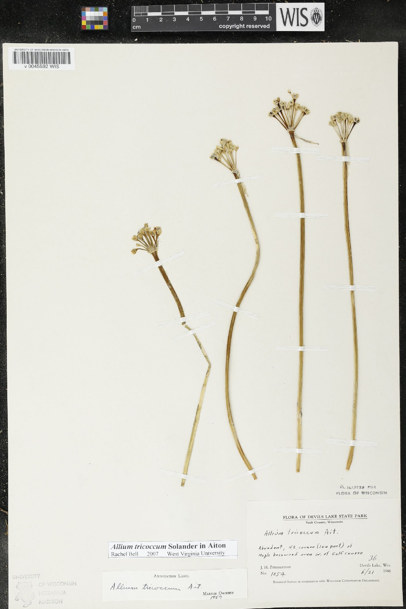 Allium tricoccum image