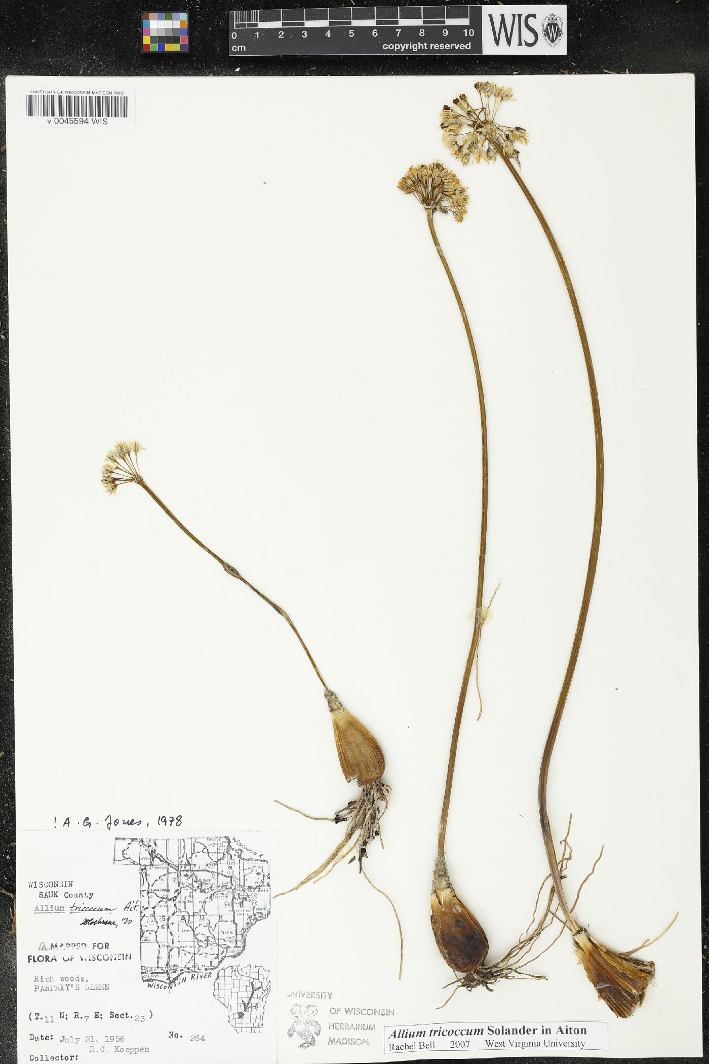Allium tricoccum image