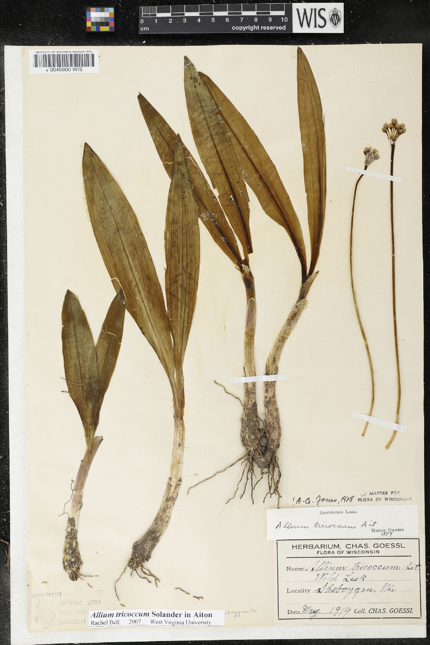 Allium tricoccum image