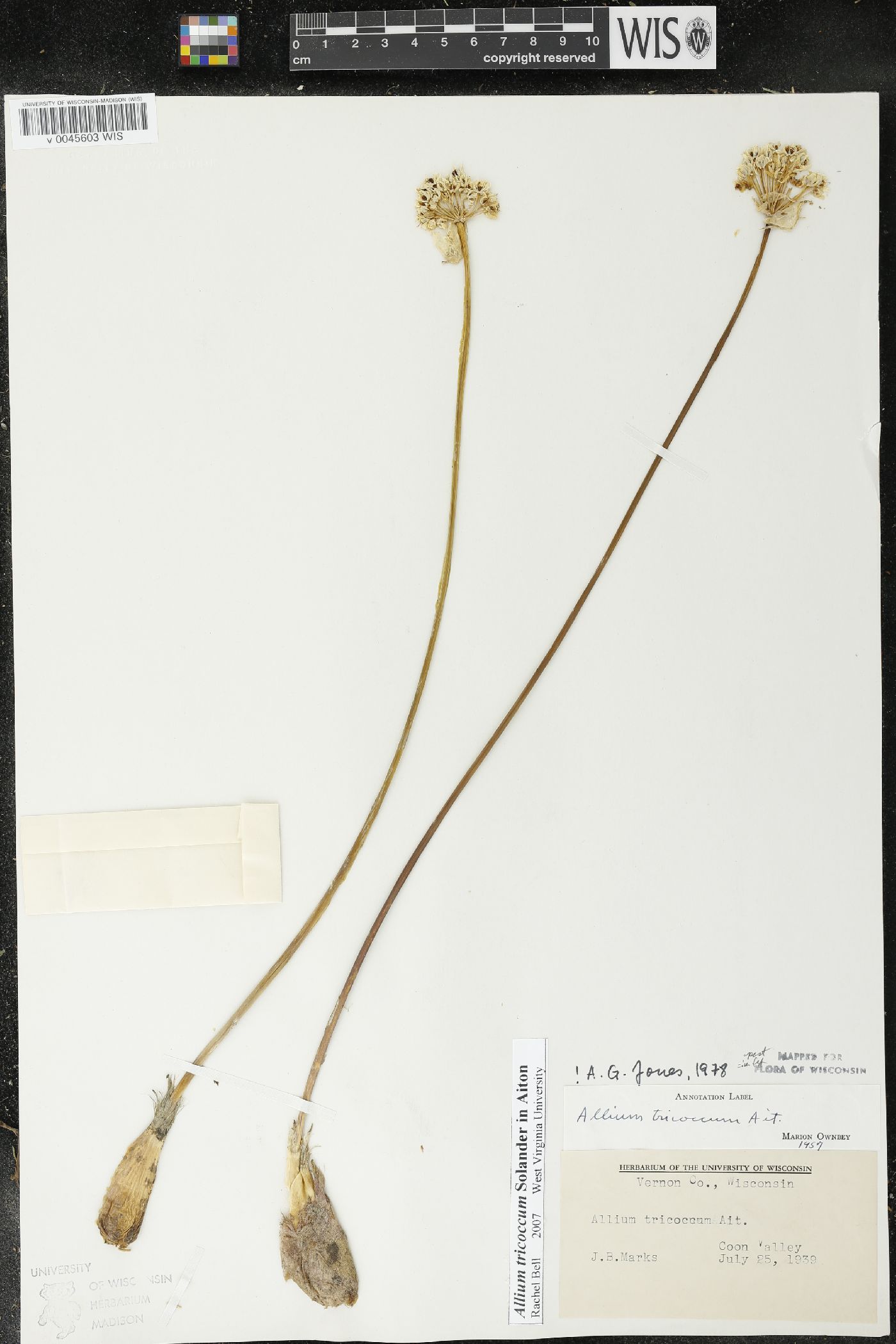 Allium tricoccum image