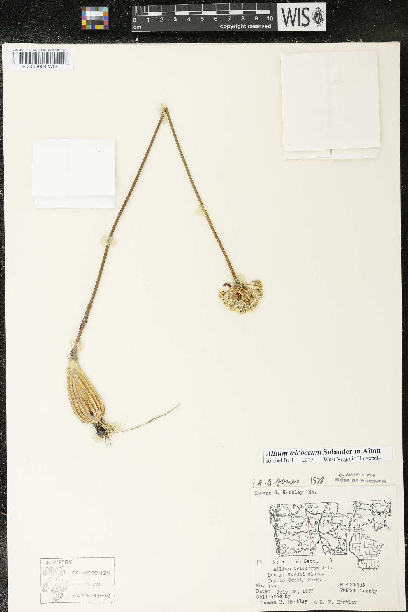Allium tricoccum image