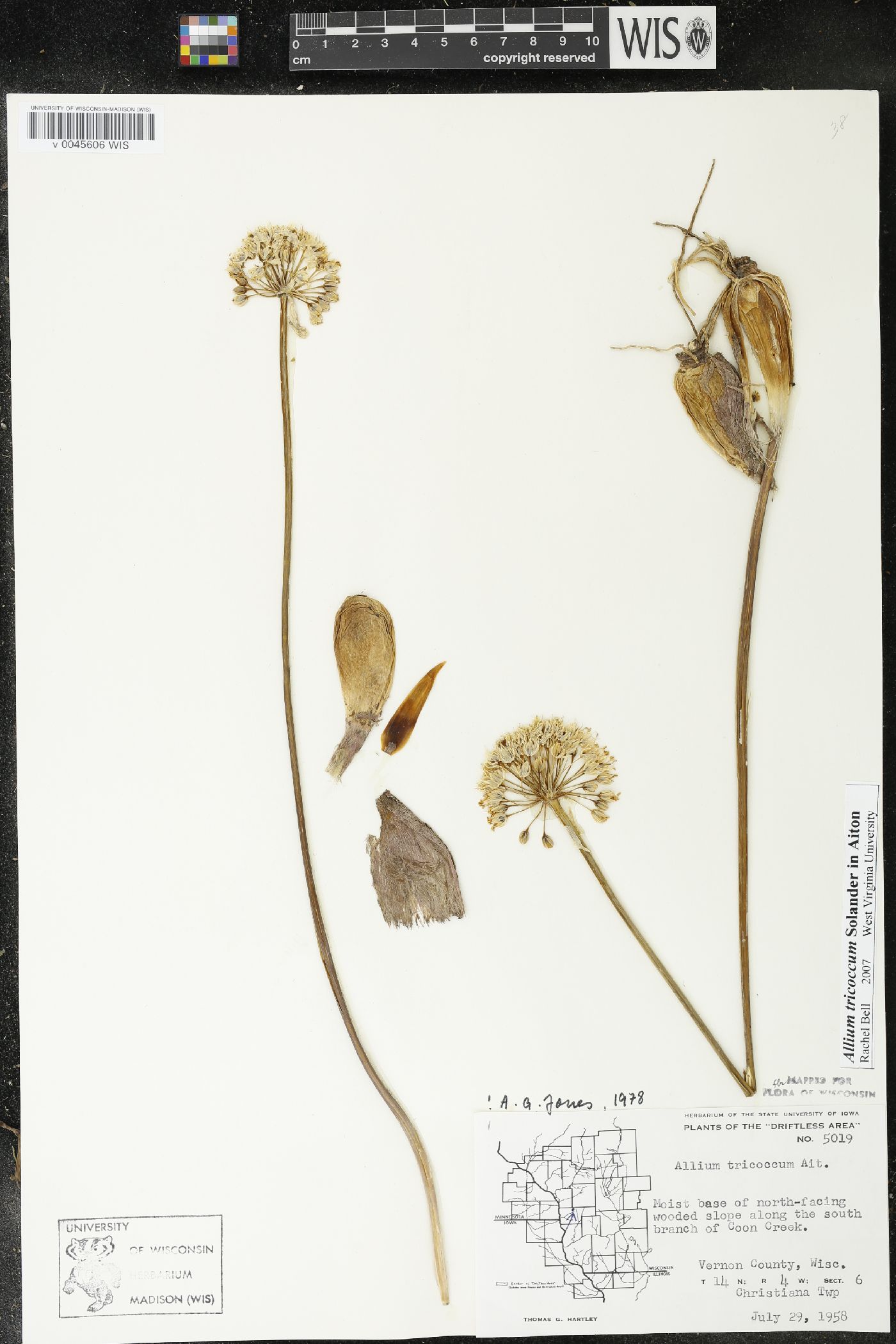 Allium tricoccum image